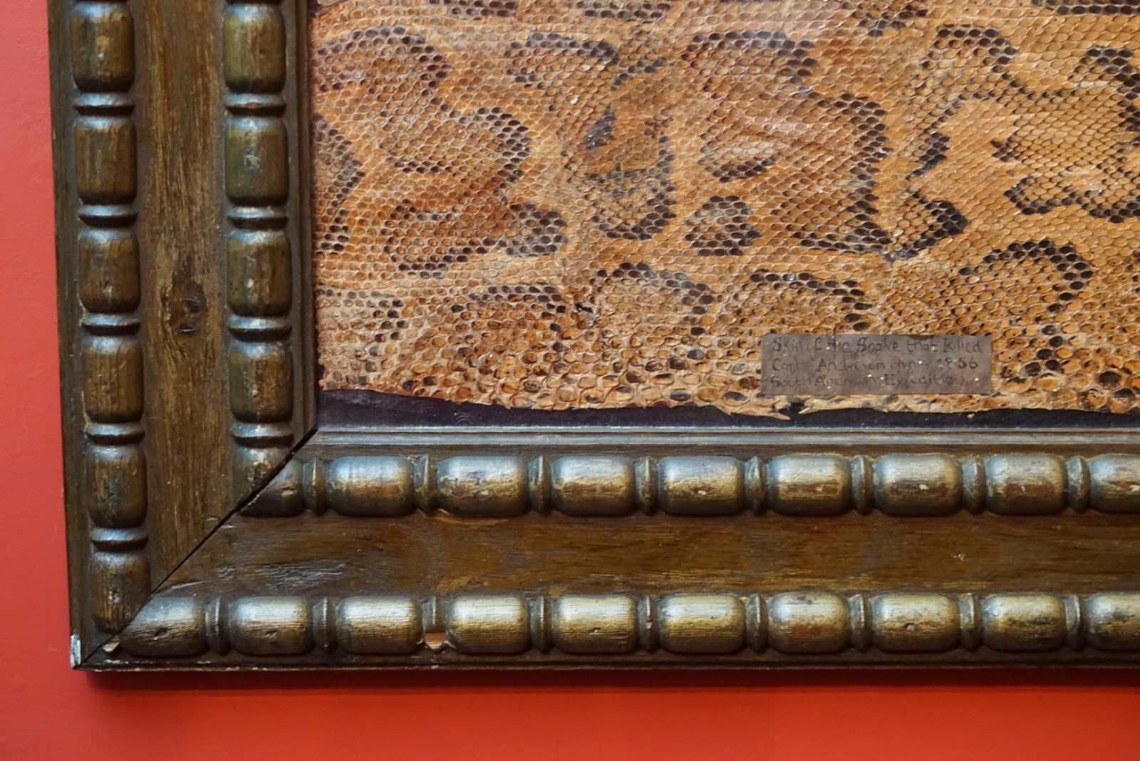 A Framed Section Of Snakeskin, 1856 photo buy