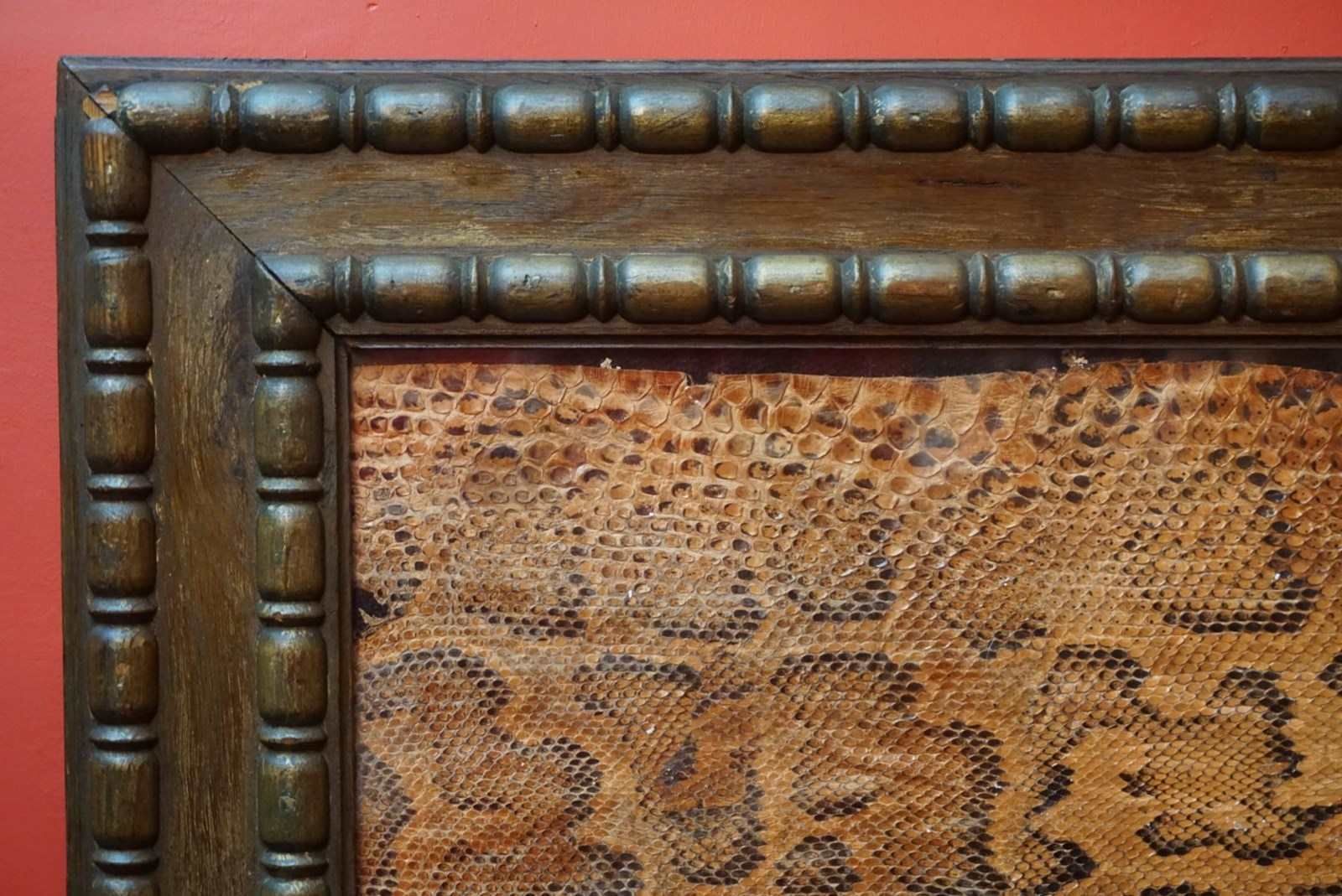 Art A Framed Section Of Snakeskin, 1856 photo