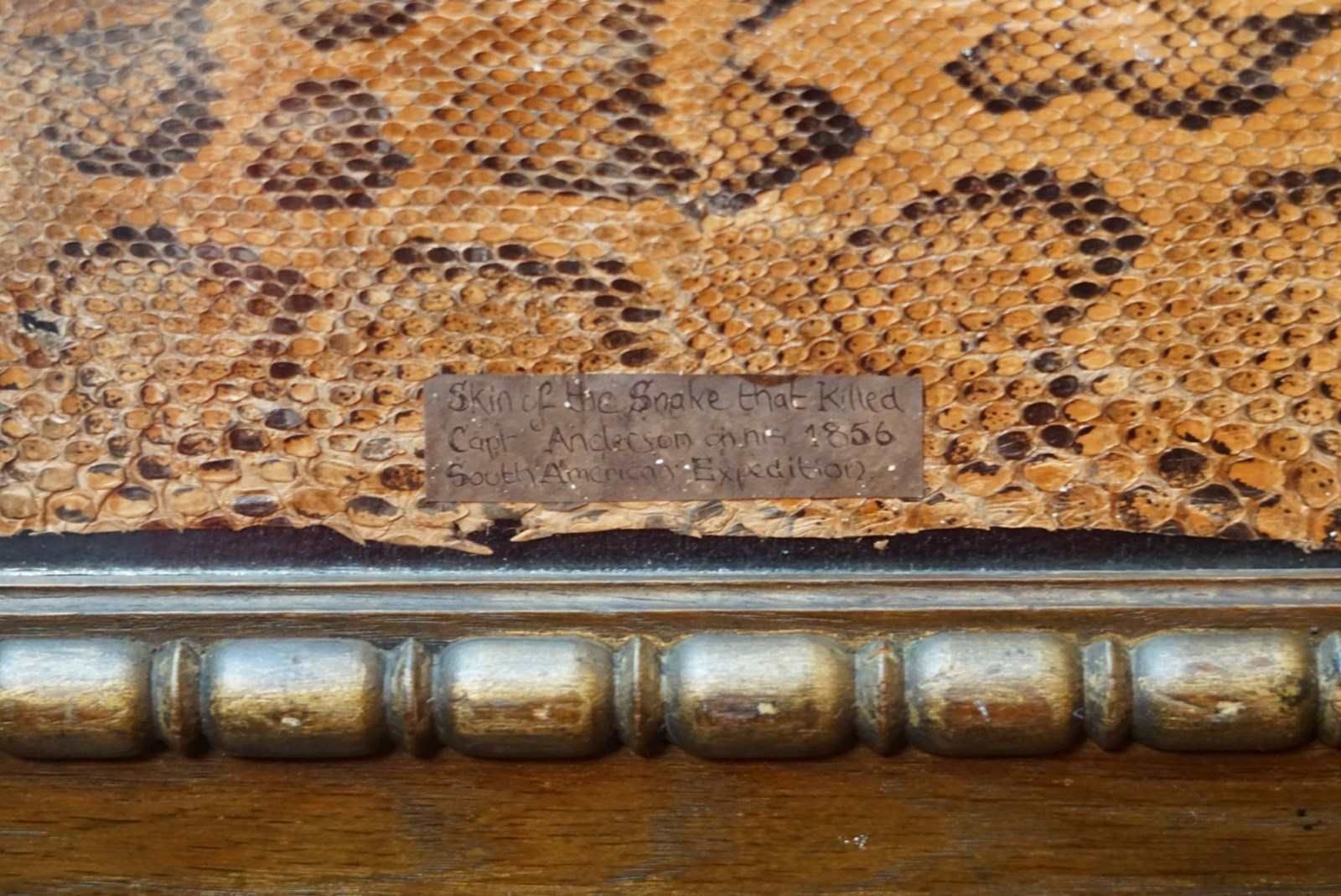 350.0 A Framed Section Of Snakeskin, 1856 photo