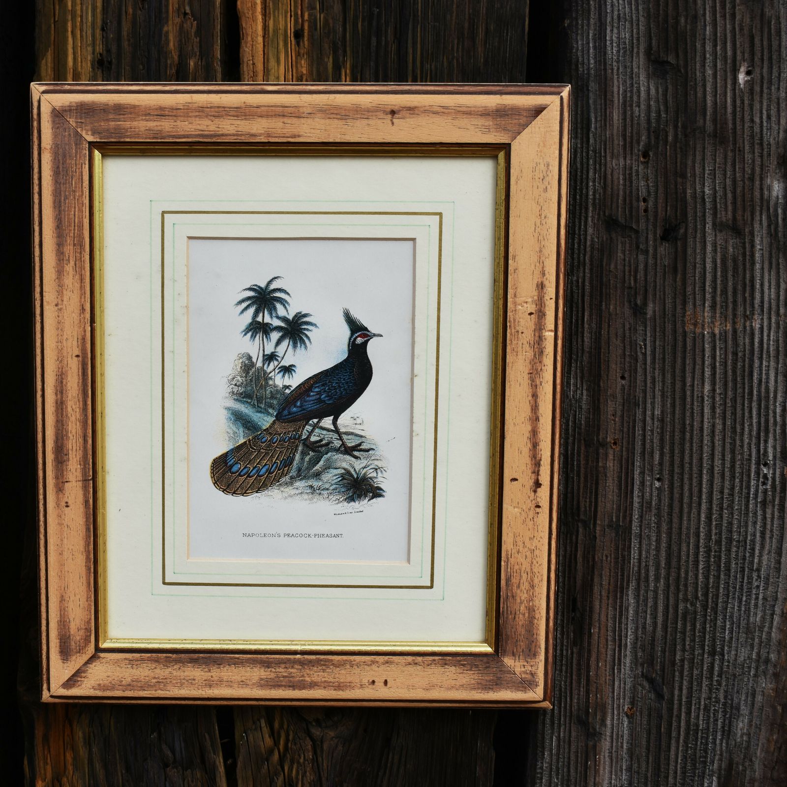 Antique Wyman & Sons Pheasant Birds Hand Tinted Book Plate Prints Set Of Four photo for sale