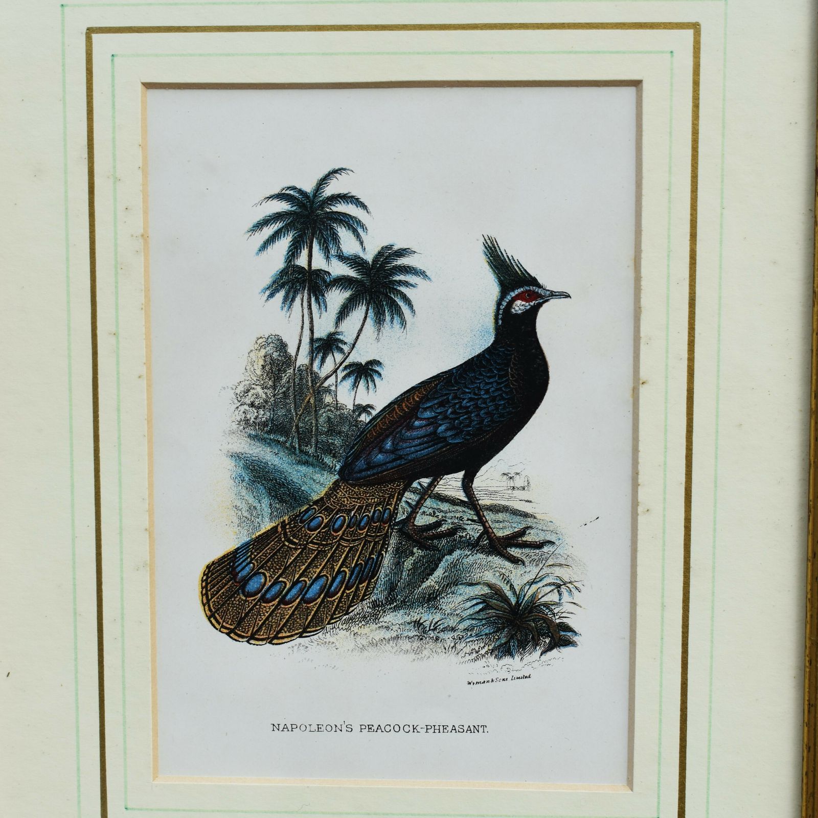 Antique Wyman & Sons Pheasant Birds Hand Tinted Book Plate Prints Set Of Four photo Art