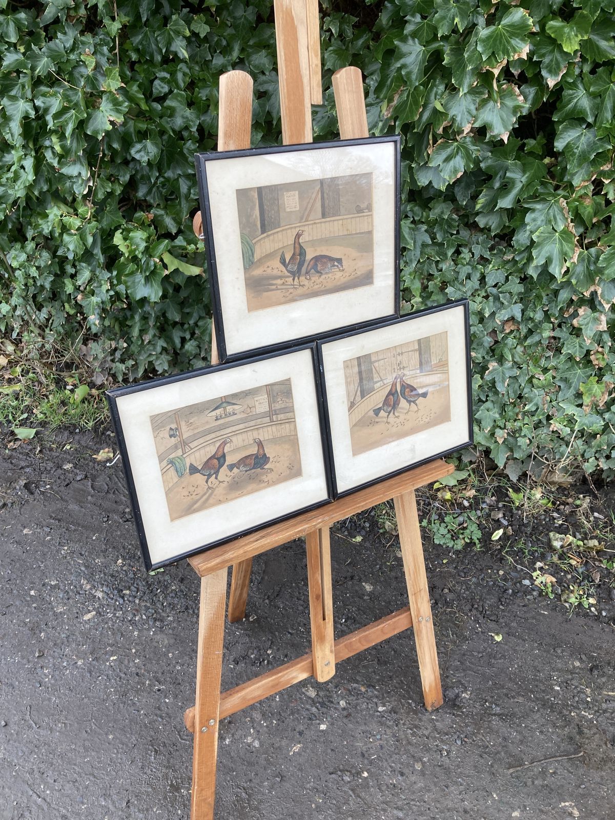 Set Of 3 Coloured Victorian Cock Fighting Bird Prints In Frames photo for sale