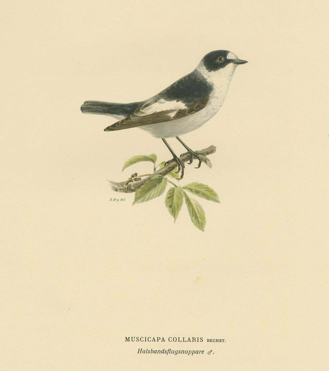 Antique Bird Print Of The White Collared Flycatcher By Von Wright, 1927 photo for sale
