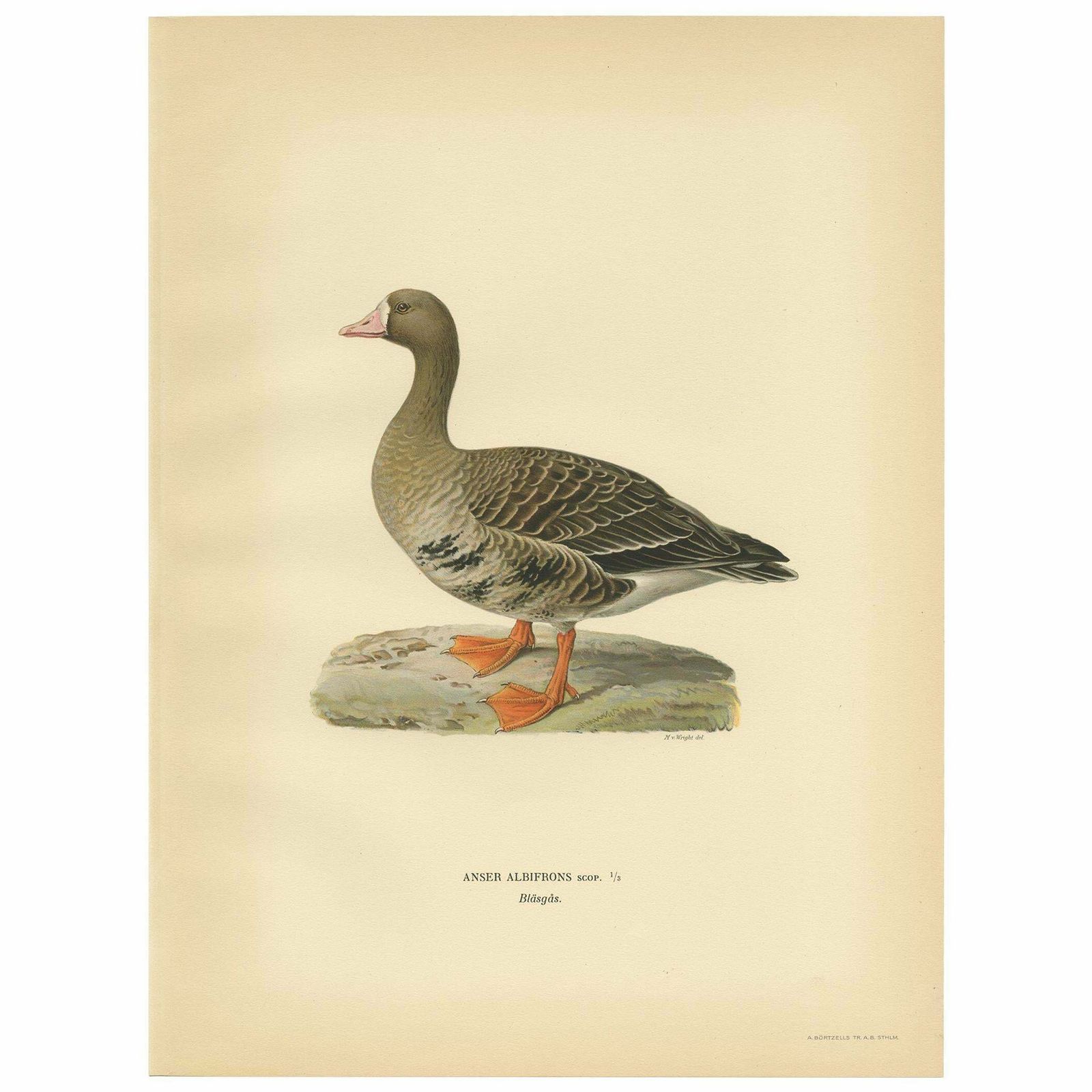 Antique Bird Print Of The White Fronted Goose By Von Wright '1929'