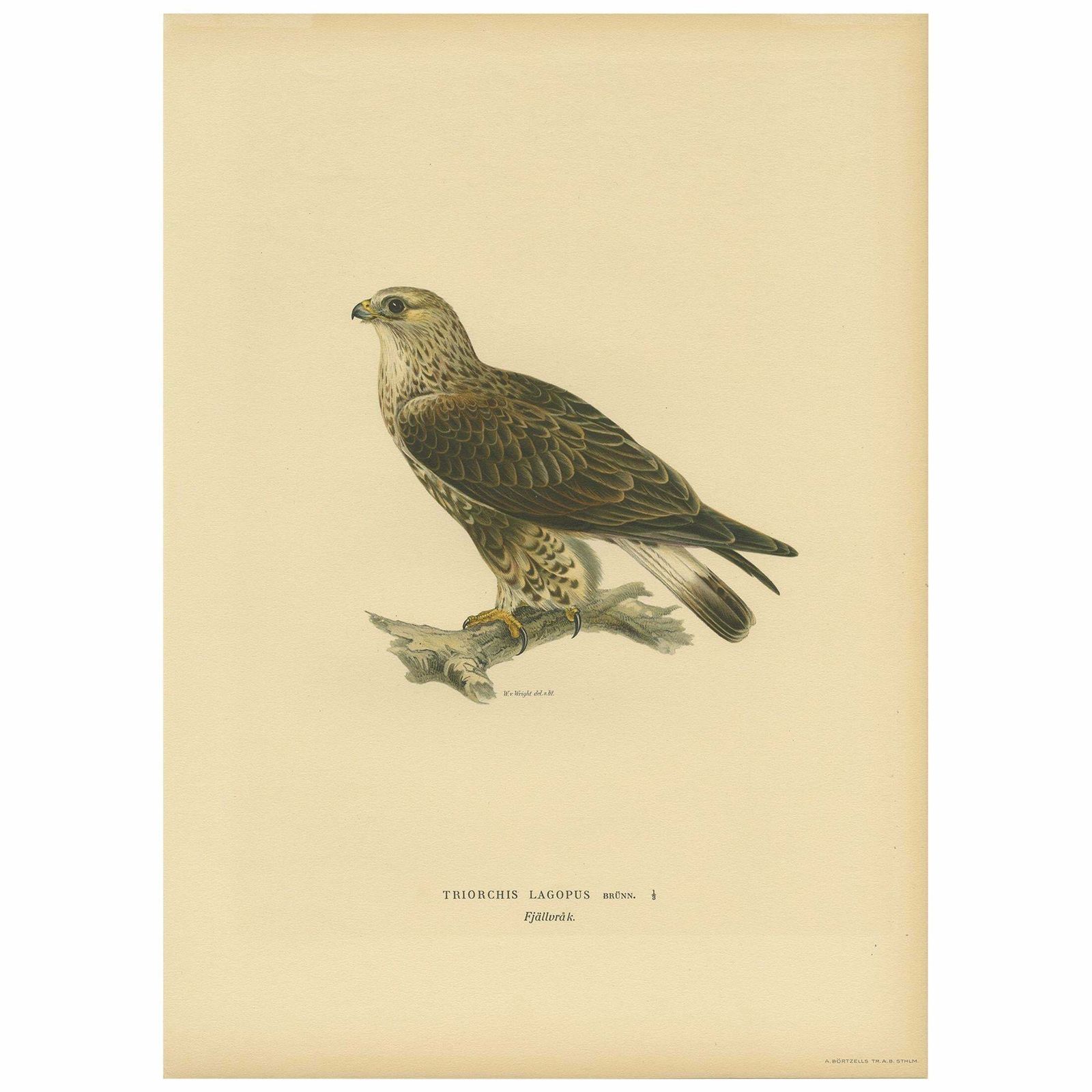 Antique Bird Print Of The Rough Legged Hawk By Von Wright '1917'