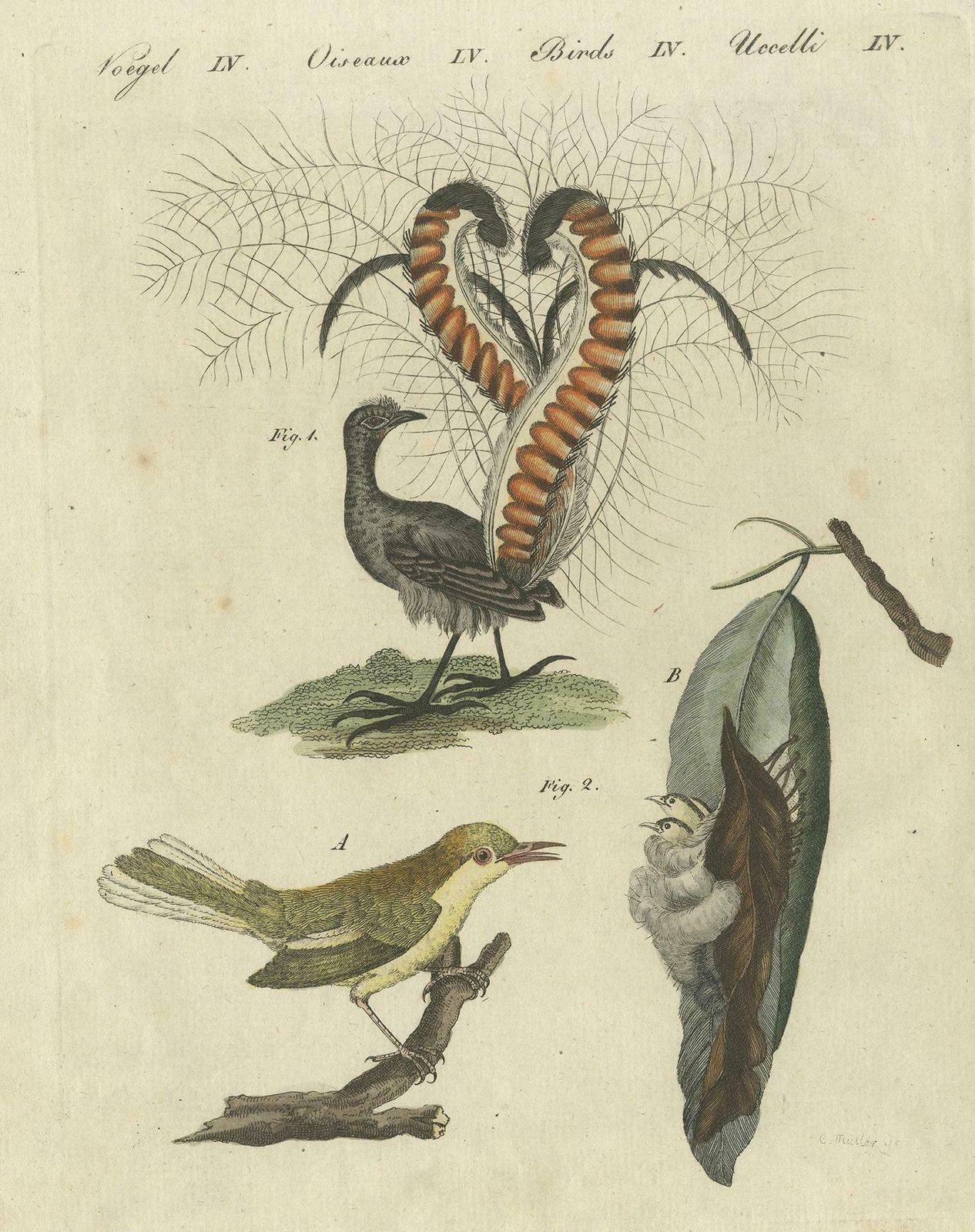 Antique Bird Print Of The Lyrebird And Tailorbird By Bertuch 'Circa 1800' photo furniture