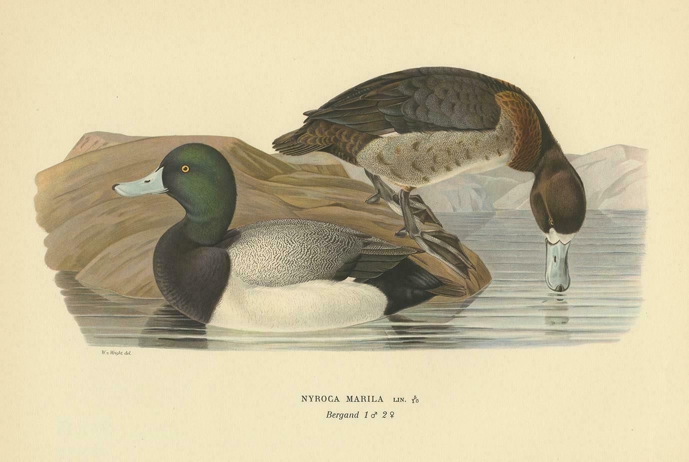 Antique Bird Print Of The Greater Scaup By Von Wright, 1929 photo for sale