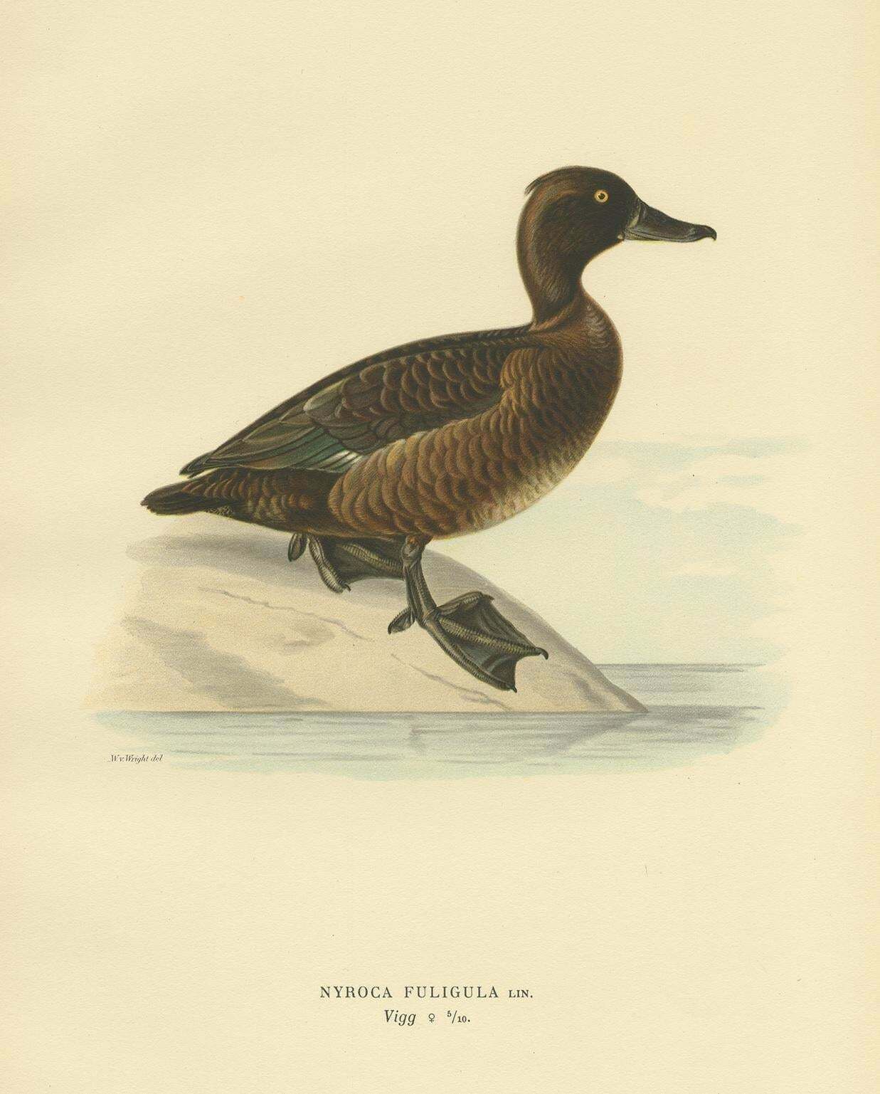 Antique Bird Print Of The Female Tufted Duck By Von Wright, 1929 photo Art