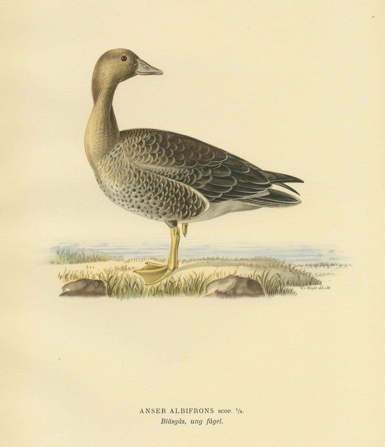 Antique Bird Print Of The Female White Fronted Goose By Von Wright '1929' photo for sale