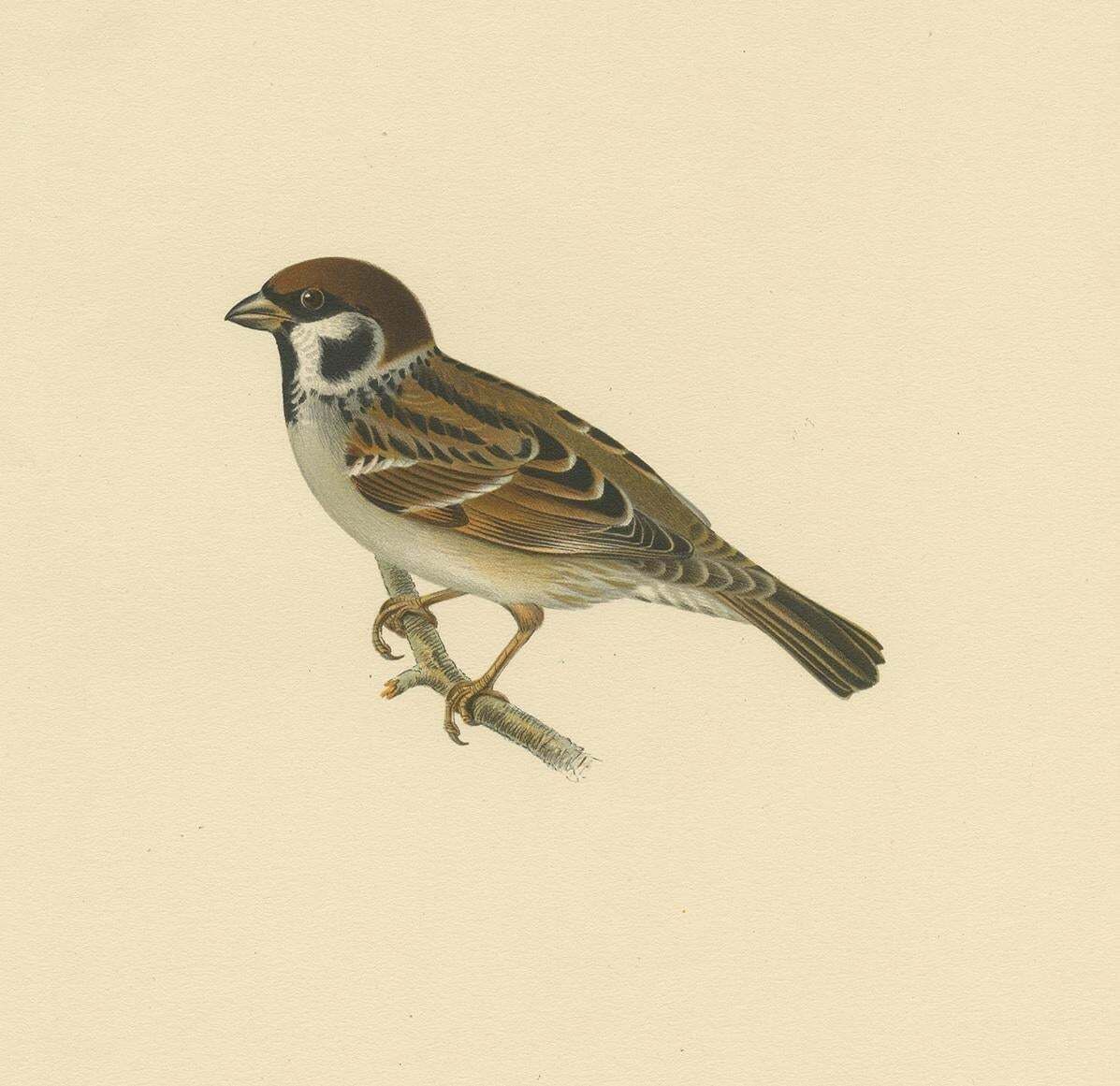 Antique Bird Print Of The Eurasian Tree Sparrow By Von Wright, 1927 photo Art