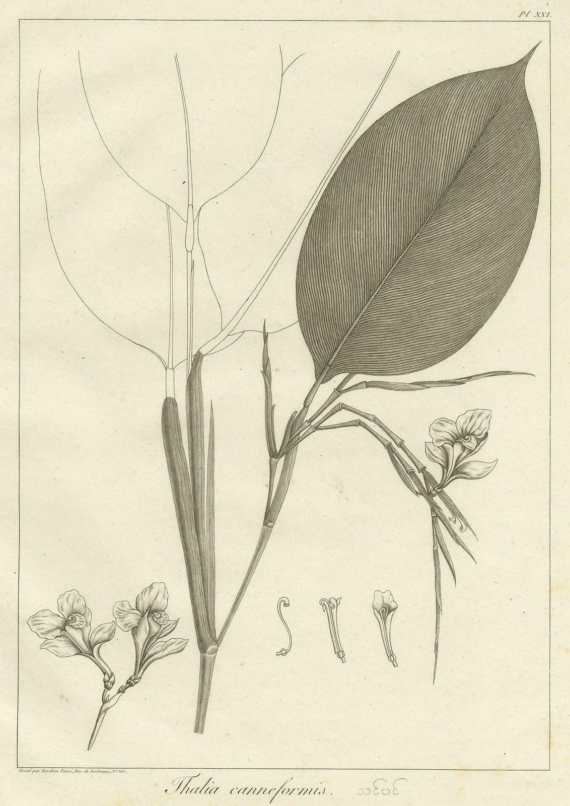 Antique Print Of A Thalia Plant Species By Symes '1800' photo Art
