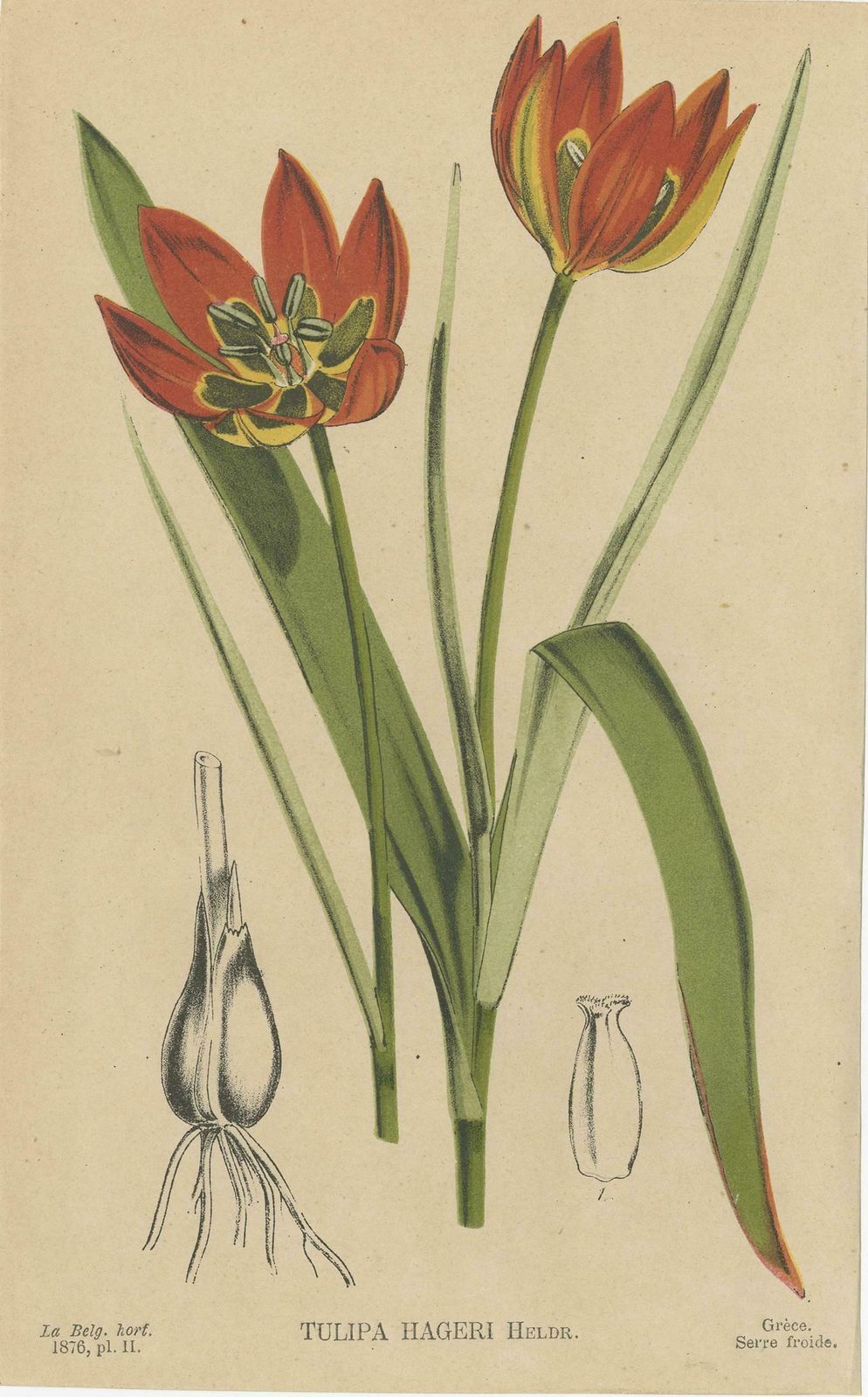 Antique Botany Print Of The Tulipa Hageri, '1876' photo for sale