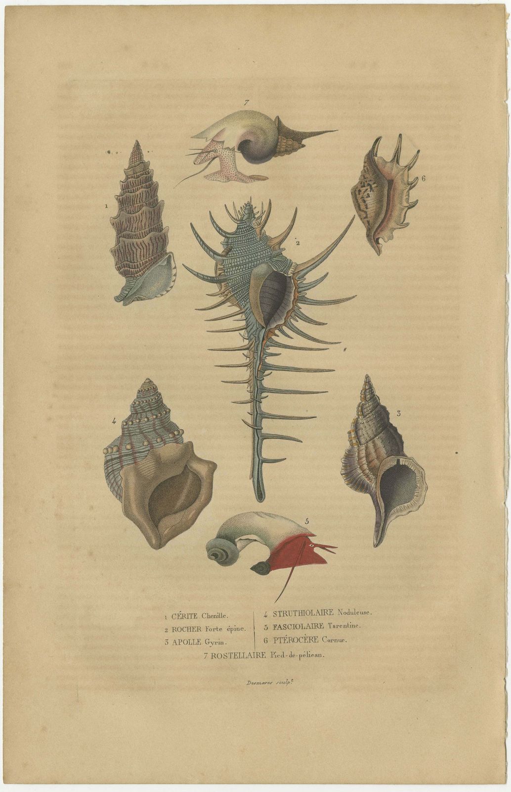 Aquatic Elegance: A 19th Century Portfolio Of Marine Gastropods, 1845 photo furniture
