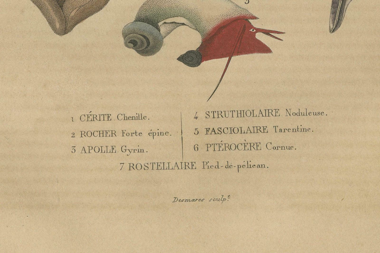 Aquatic Elegance: A 19th Century Portfolio Of Marine Gastropods, 1845 photo for sale
