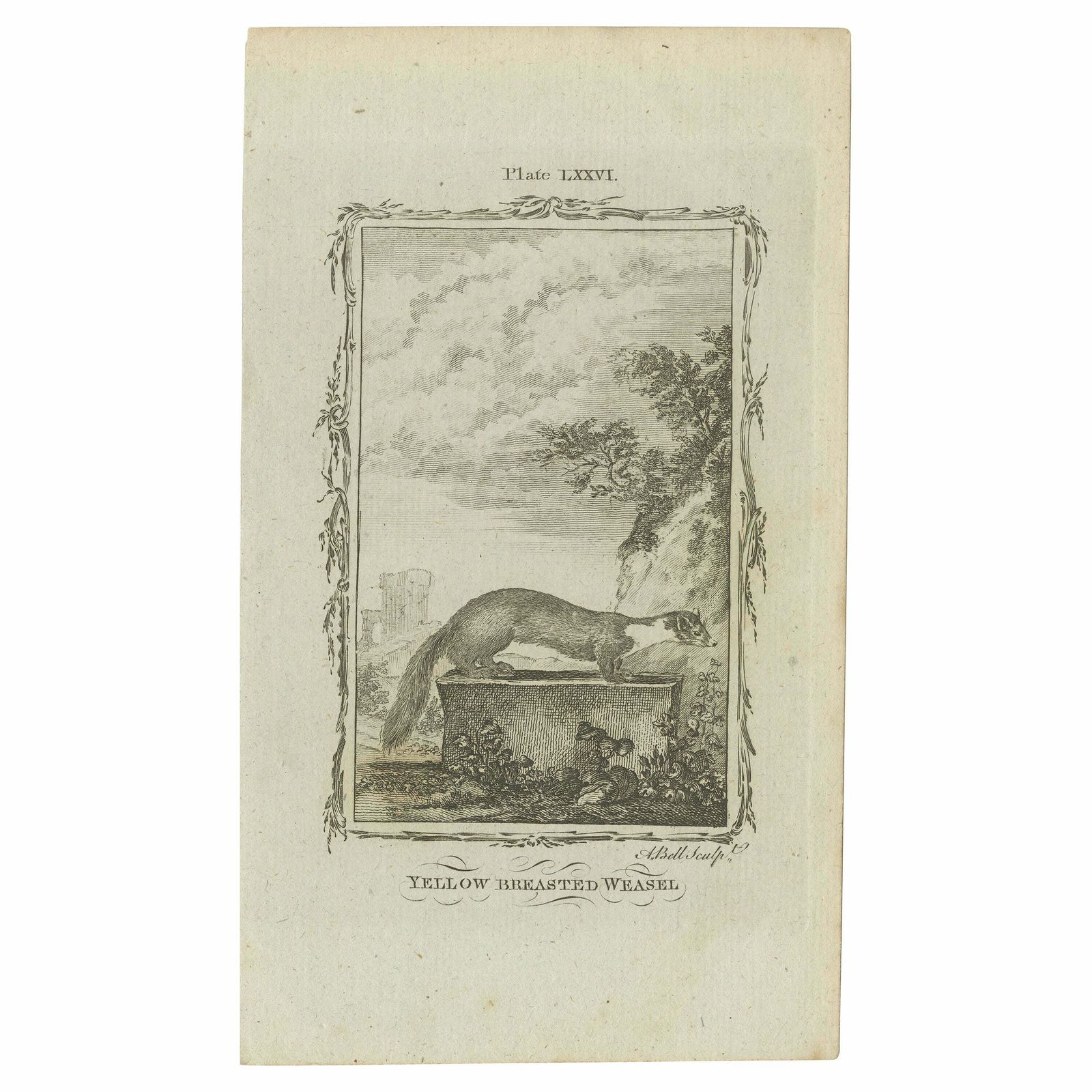 Antique Print Of The Yellow Bellied Weasel By Bell 'C.1800'