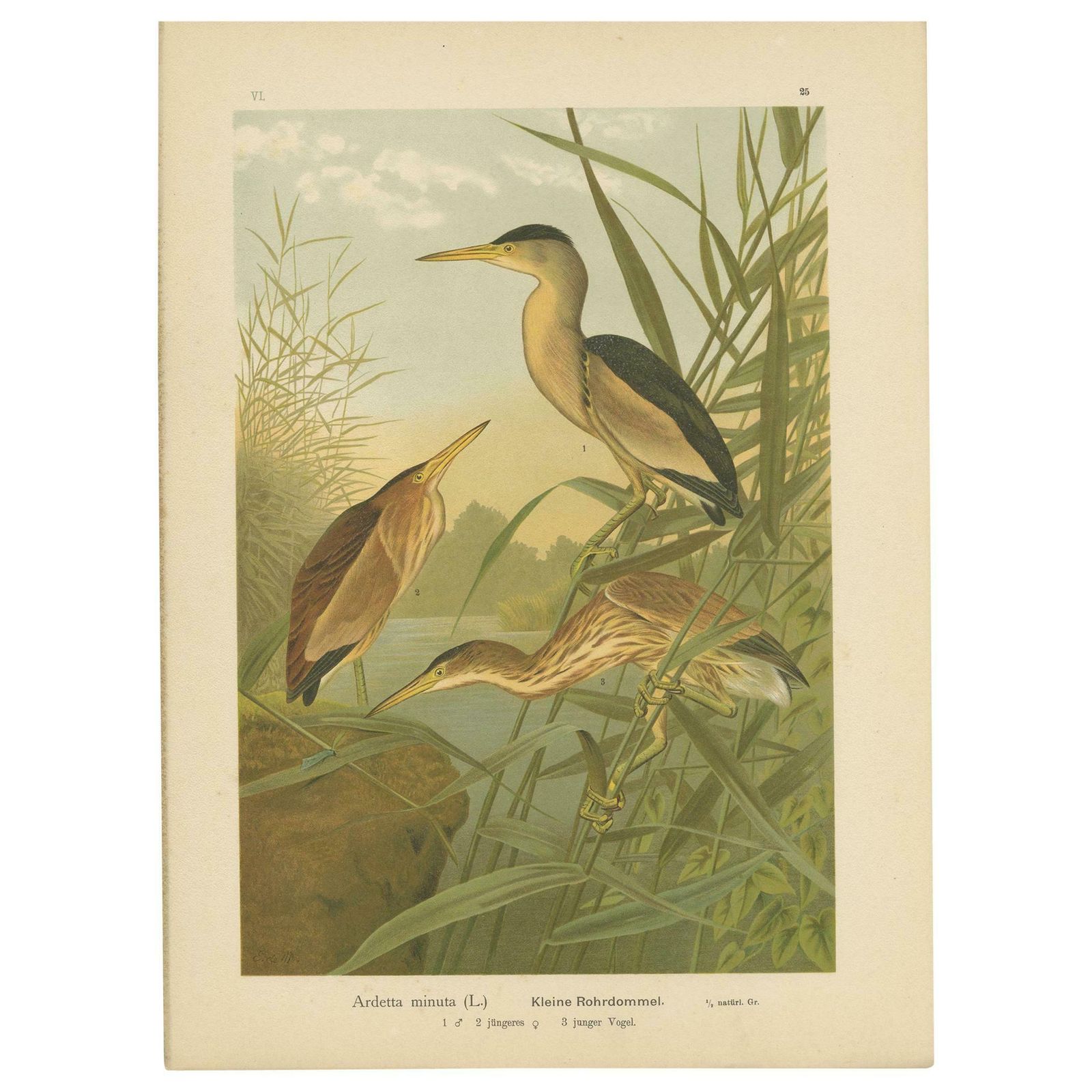 Antique Bird Print Of The Little Bittern By Naumann, Circa 1895