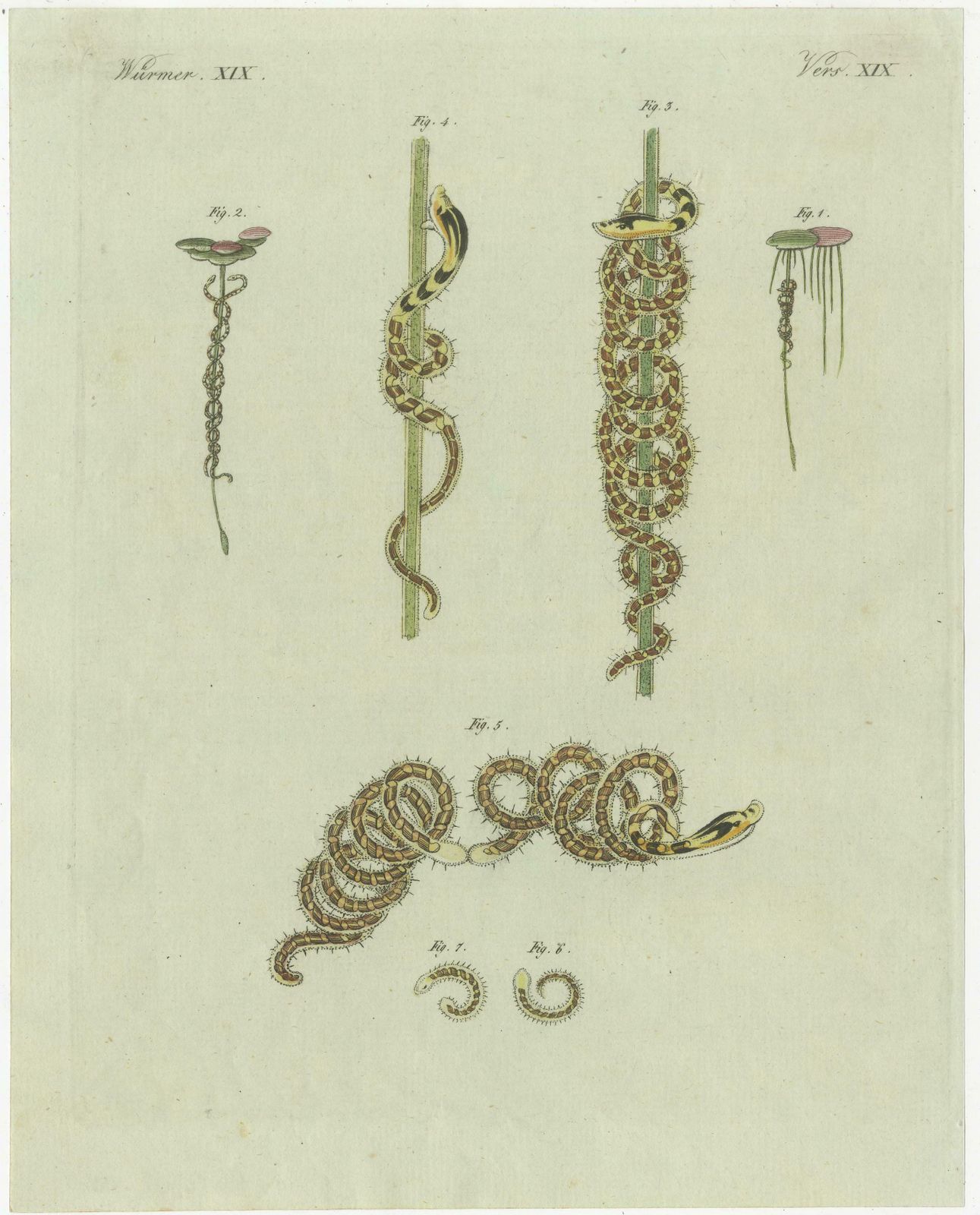Antique Print Of Various Marine Worms Or Sea Worms photo 120.0