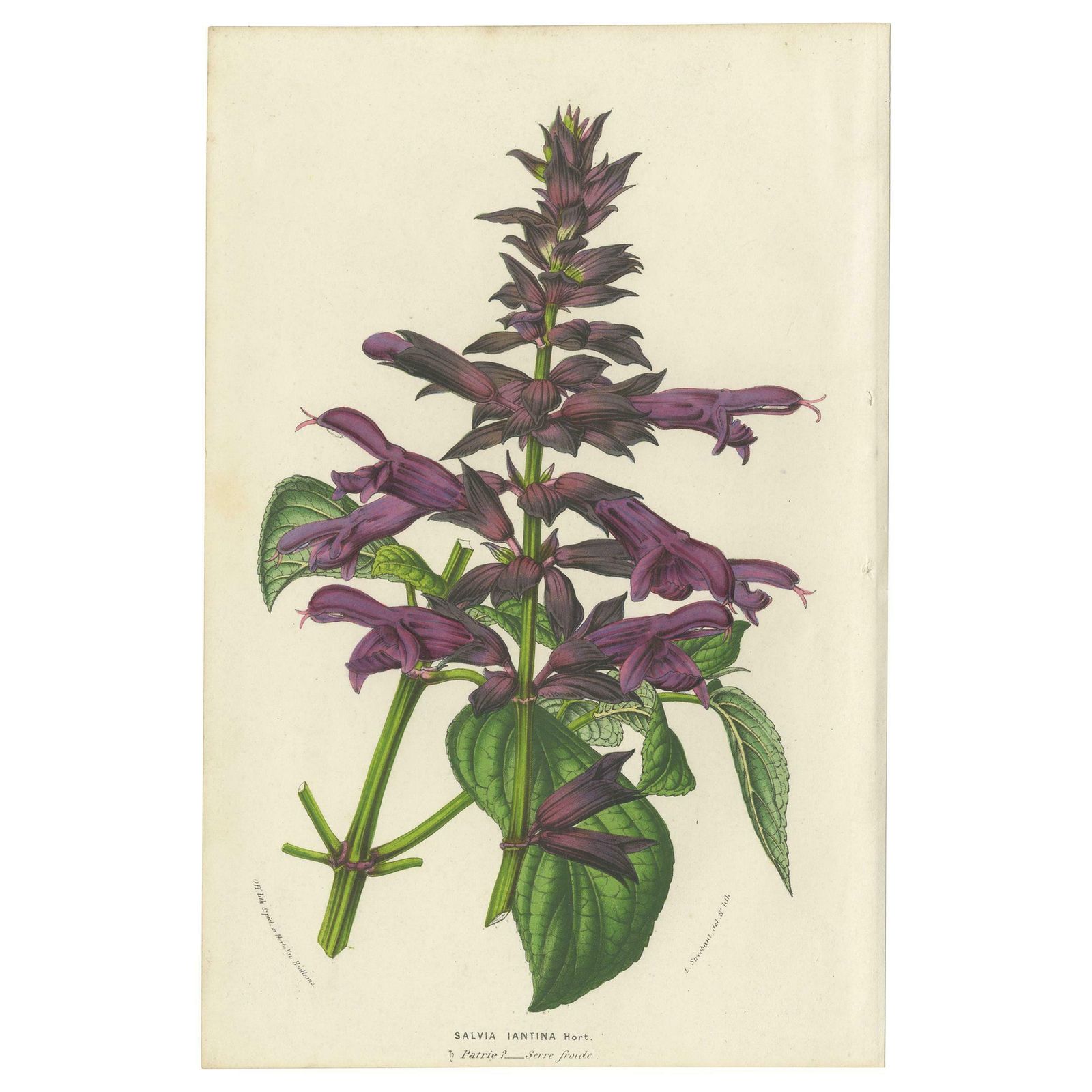 Antique Botany Print Of Purple Sage By Van Houtte 'Circa 1853'