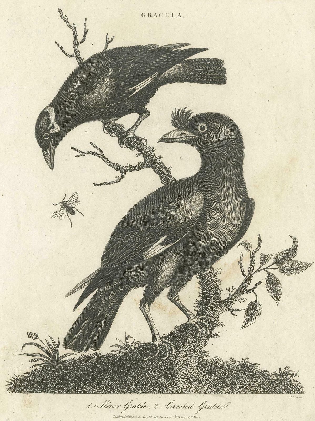 Antique Bird Print Of Grackle Birds By Wilkes, 1801 photo Art