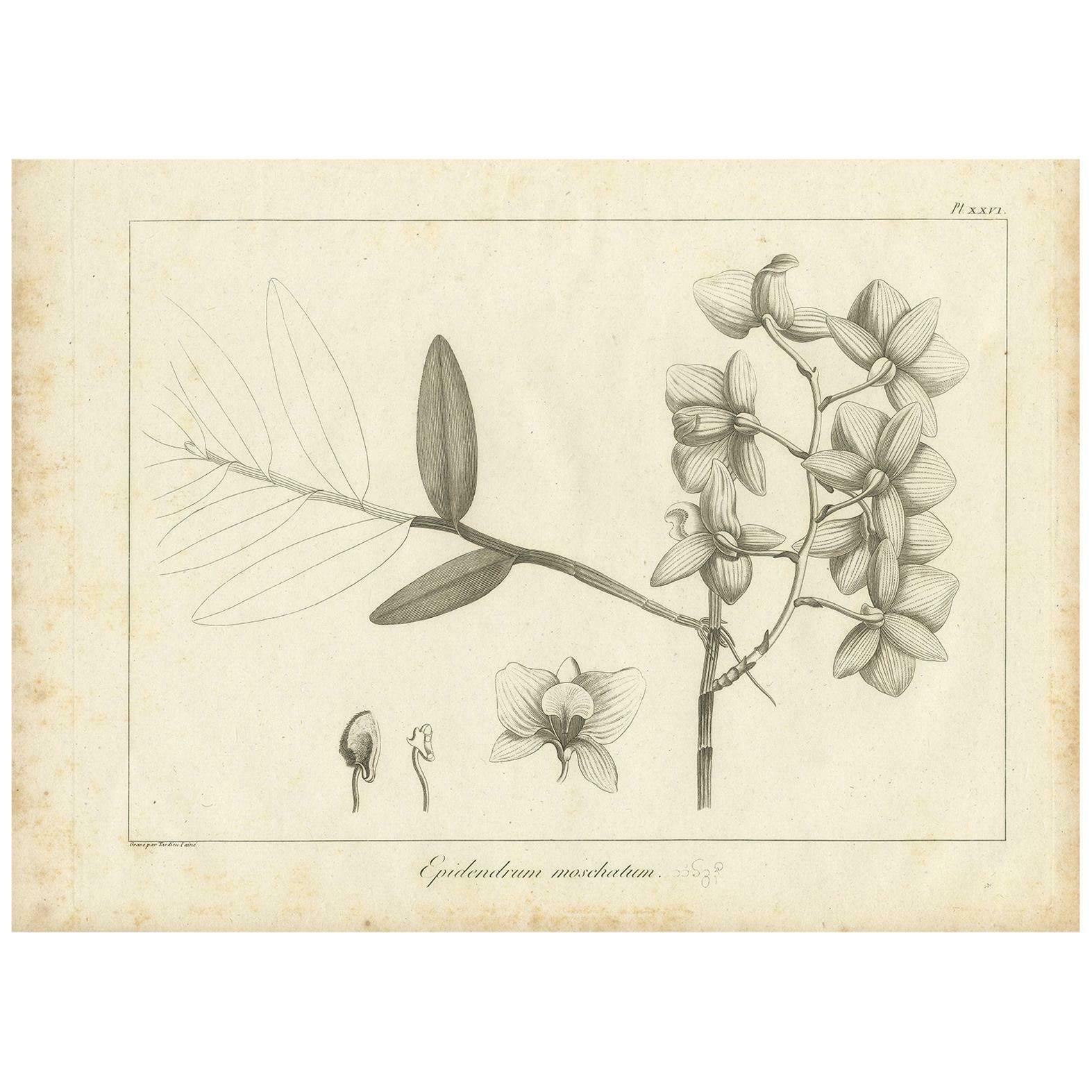 Antique Print Of The Musky Smelling Dendrobium By Symes '1800'