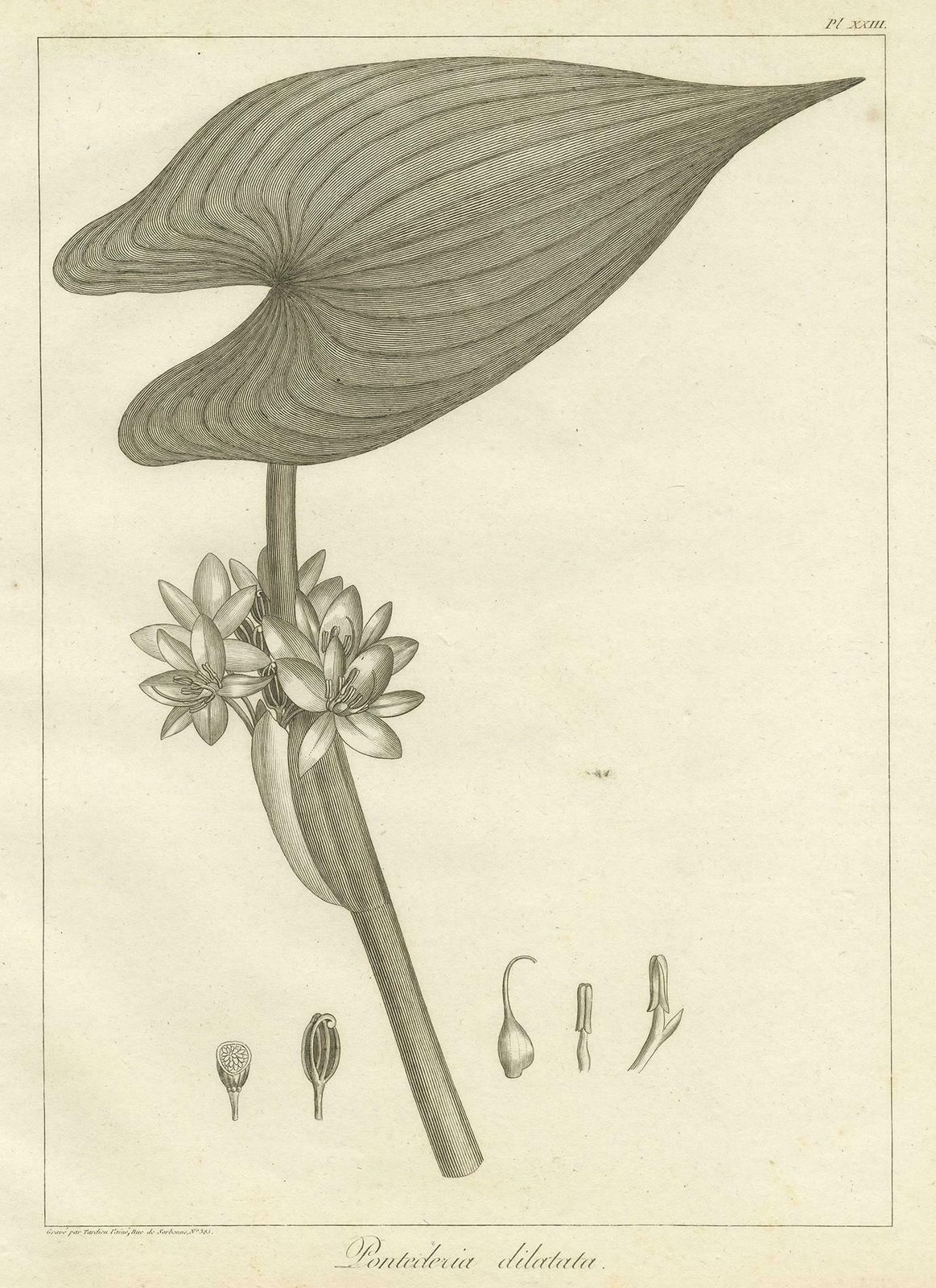 Antique Print Of The Royal Pickerel Plant By Symes, 1800 photo Art