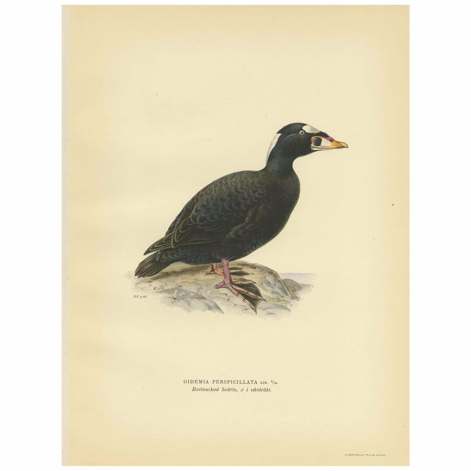Antique Bird Print Of The Surf Scoter By Von Wright, 1929