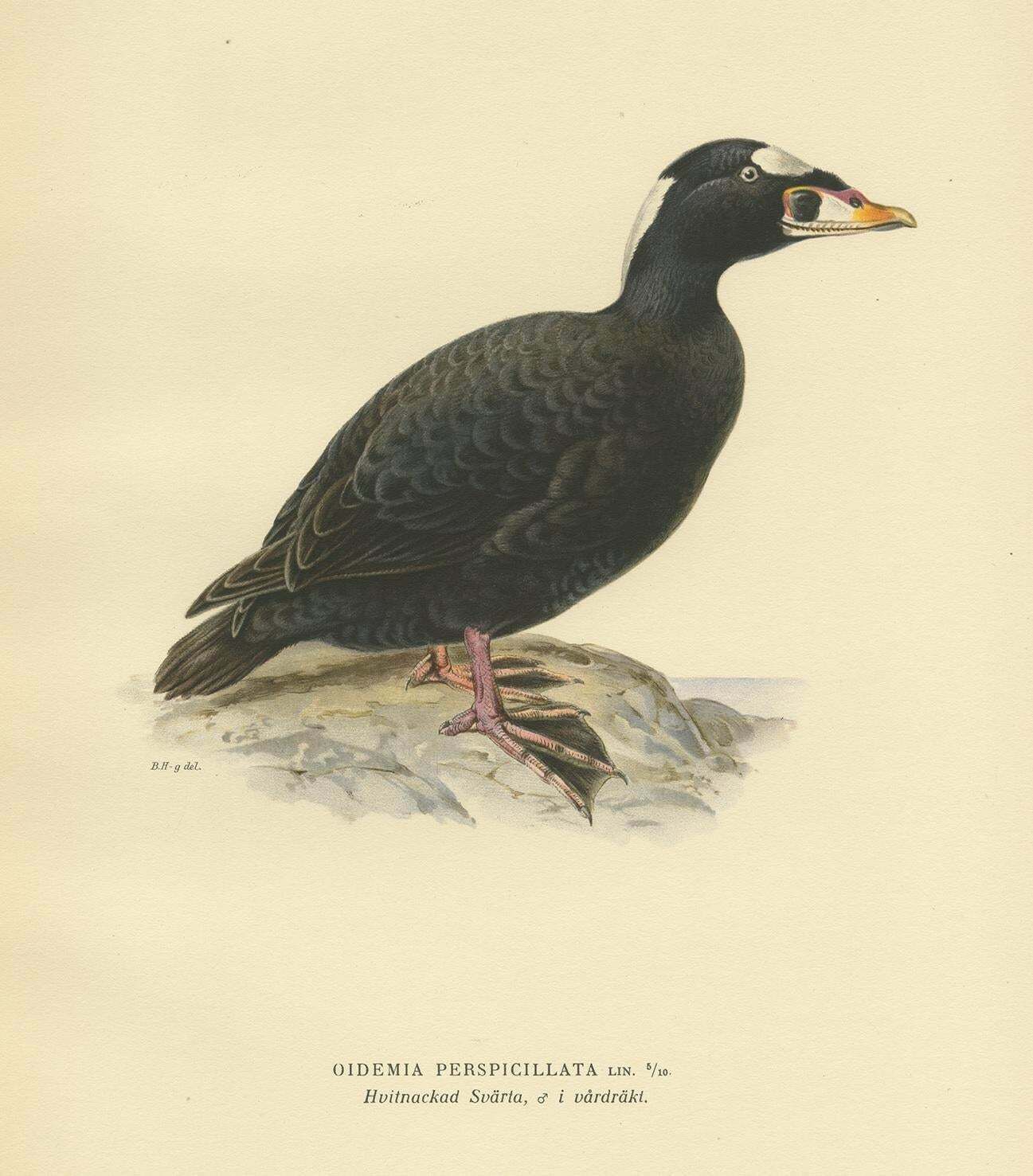 Antique Bird Print Of The Surf Scoter By Von Wright, 1929 photo Art