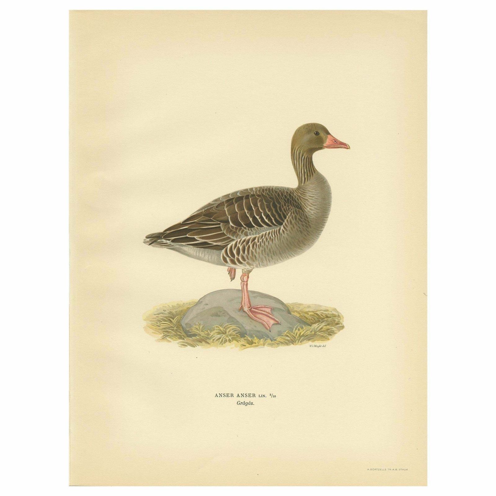 Antique Bird Print Of The Greylag Goose By Von Wright, 1929