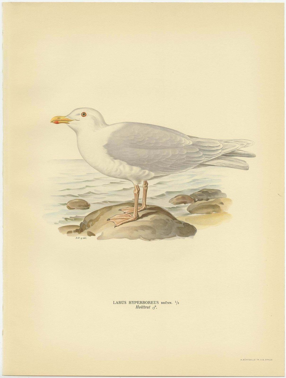 Antique Bird Print Of The Glaucous Gull 'Male' By Von Wright, 1929 photo for sale