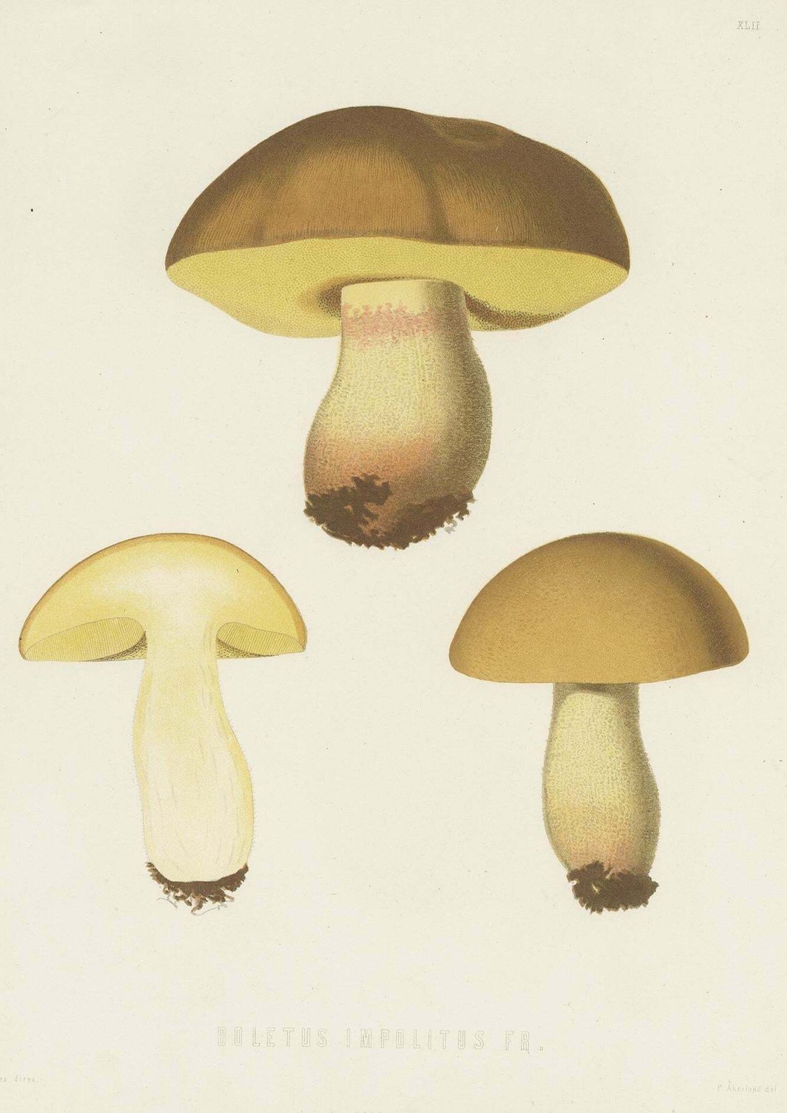 Antique Mycology Print Of Hemileccinum Impolitum By E.M. Fries, Circa 1860 photo furniture