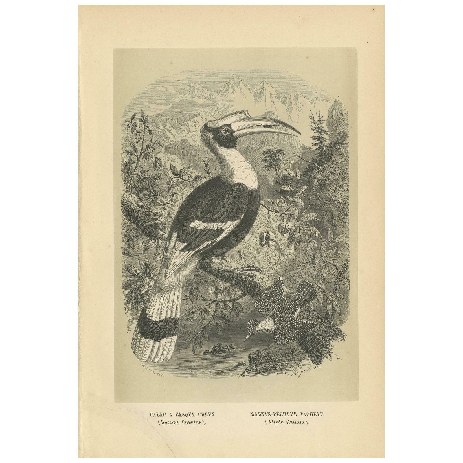 Antique Bird Print Of A Great Hornbill And Crested Kingfisher, 1853