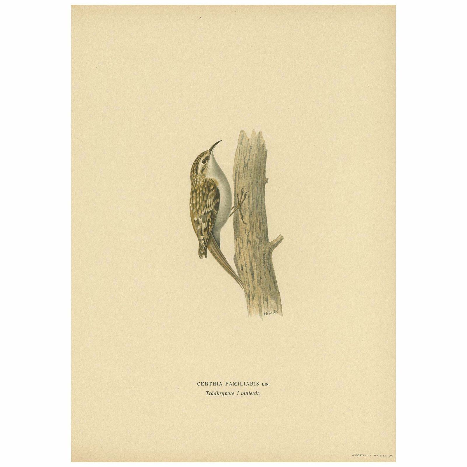 Antique Bird Print Of The Eurasian Treecreeper By Von Wright, 1927