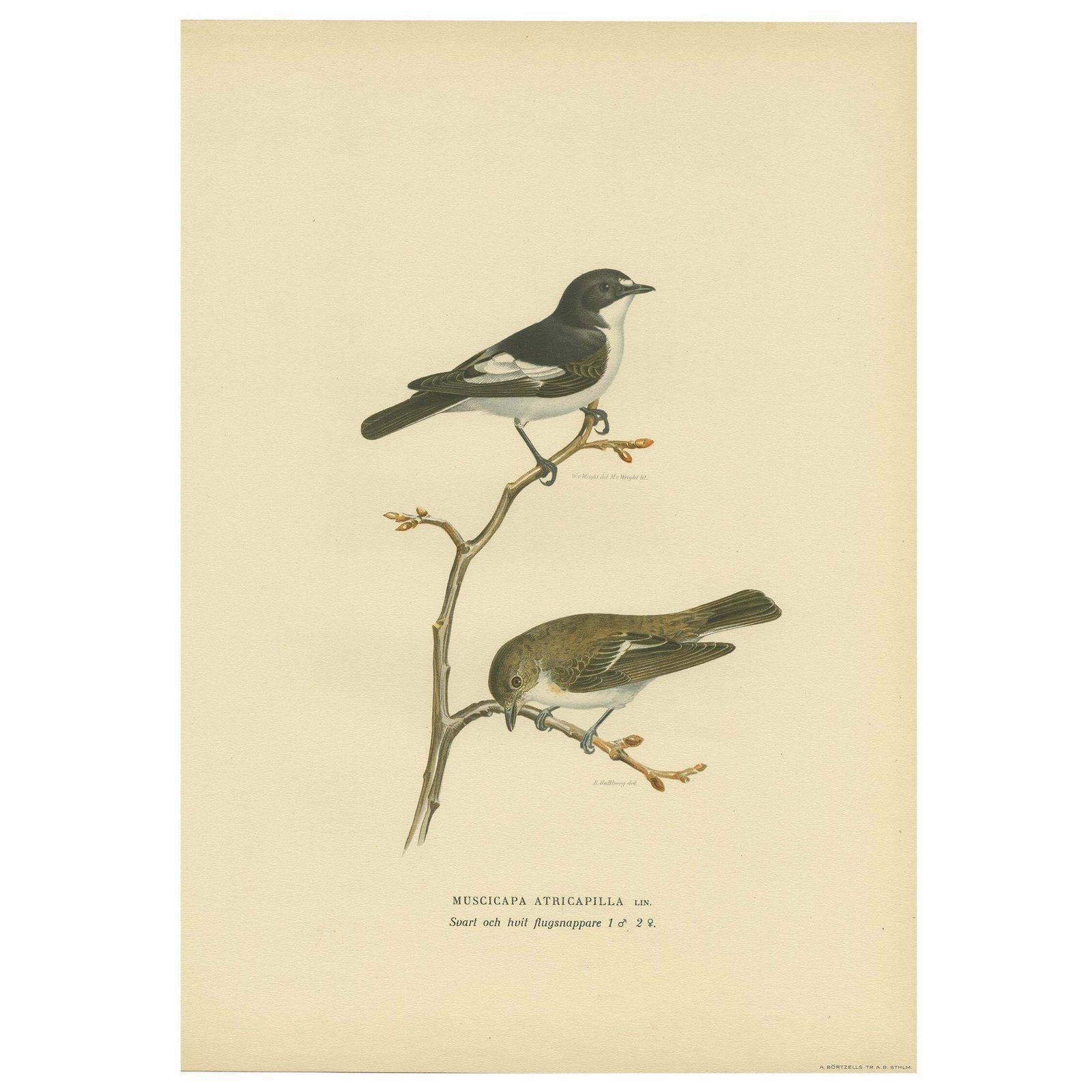 Antique Bird Print Of The Pied Flycatcher By Von Wright '1927'