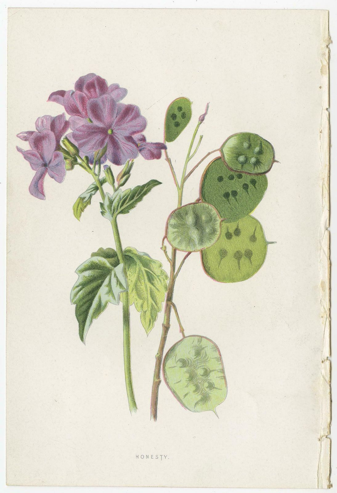 Set Of Three Botany Prints Catchfly, Lunaria Annua, Bellflower photo for sale