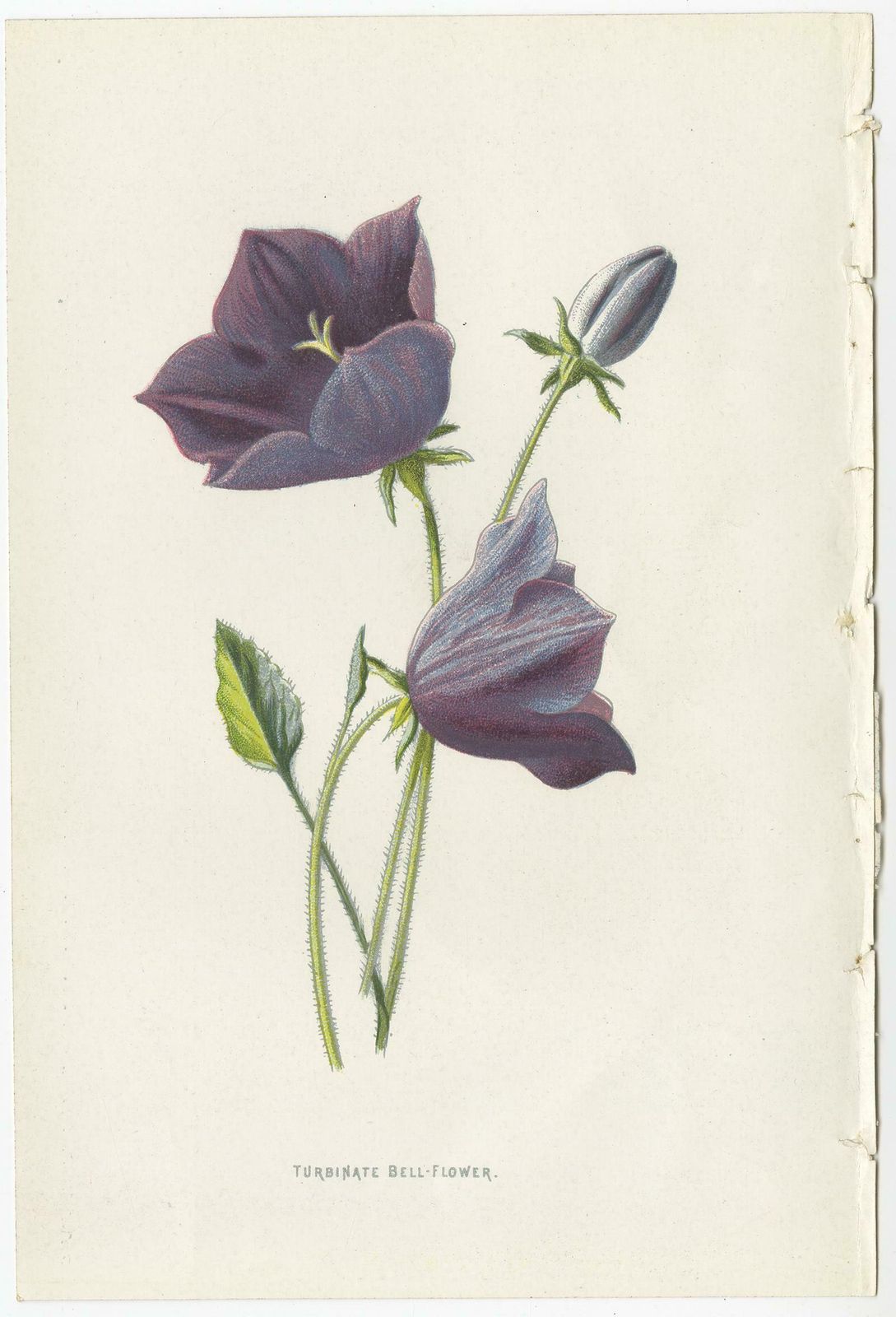 Set Of Three Botany Prints Catchfly, Lunaria Annua, Bellflower photo Art