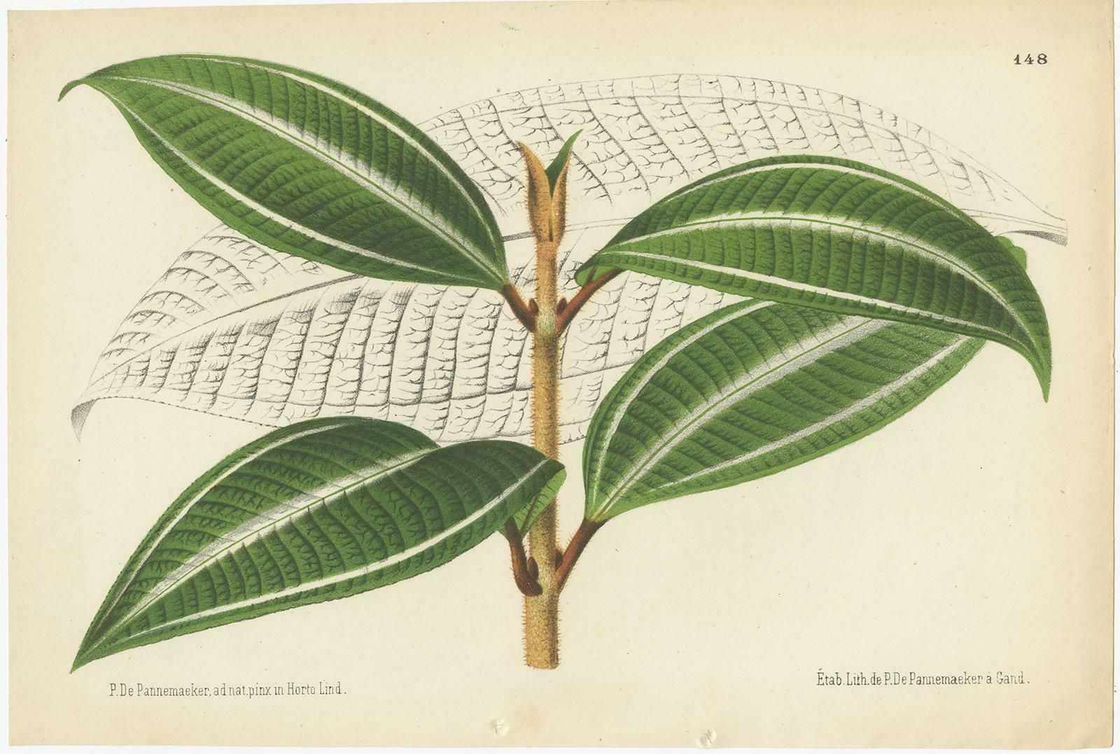 Set Of 2 Antique Botany Prints, Miconia, Calathea '1873' photo furniture