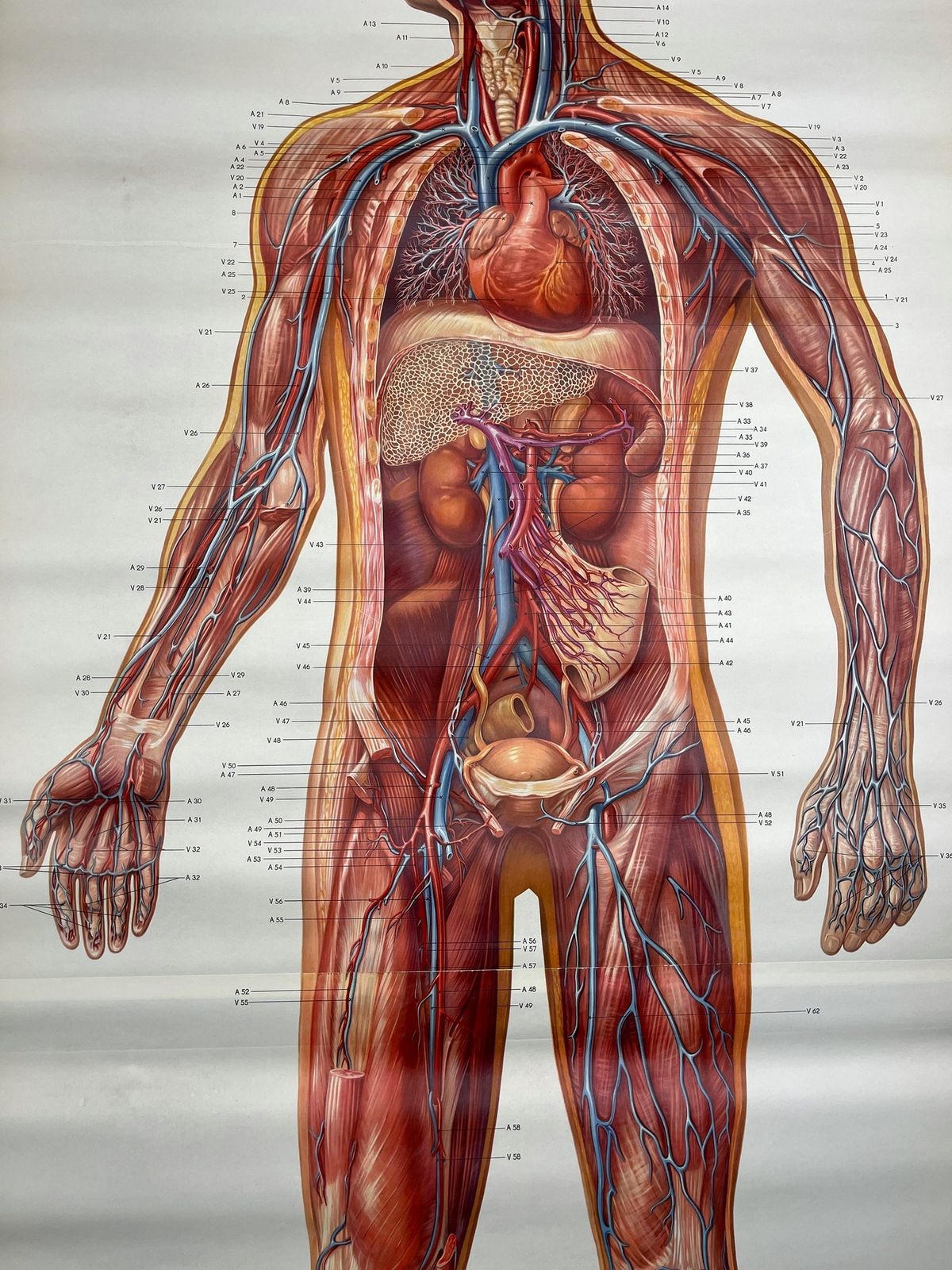 Vintage Anatomic School Poster The Blood System By Deutsches Hygiene Museum Dresden Gdr (East Germany), 1976 photo buy