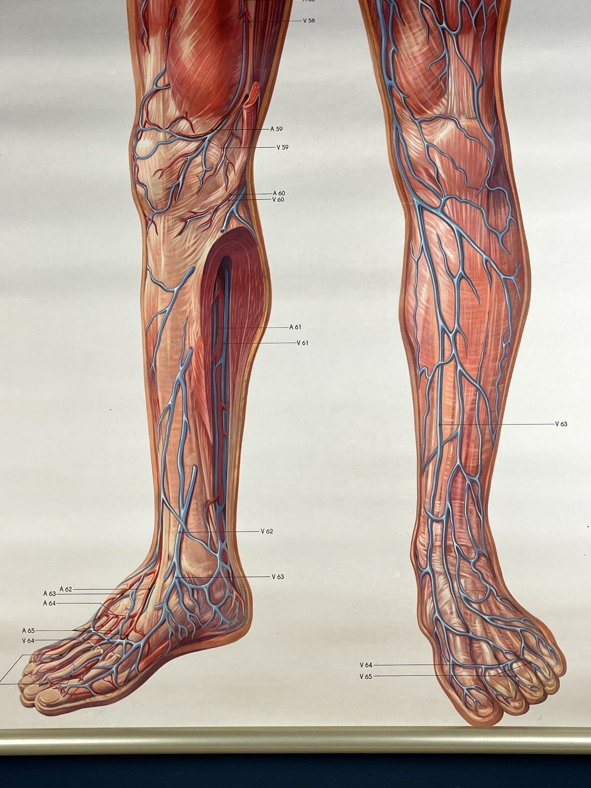 photo furniture Vintage Anatomic School Poster The Blood System By Deutsches Hygiene Museum Dresden Gdr (East Germany), 1976