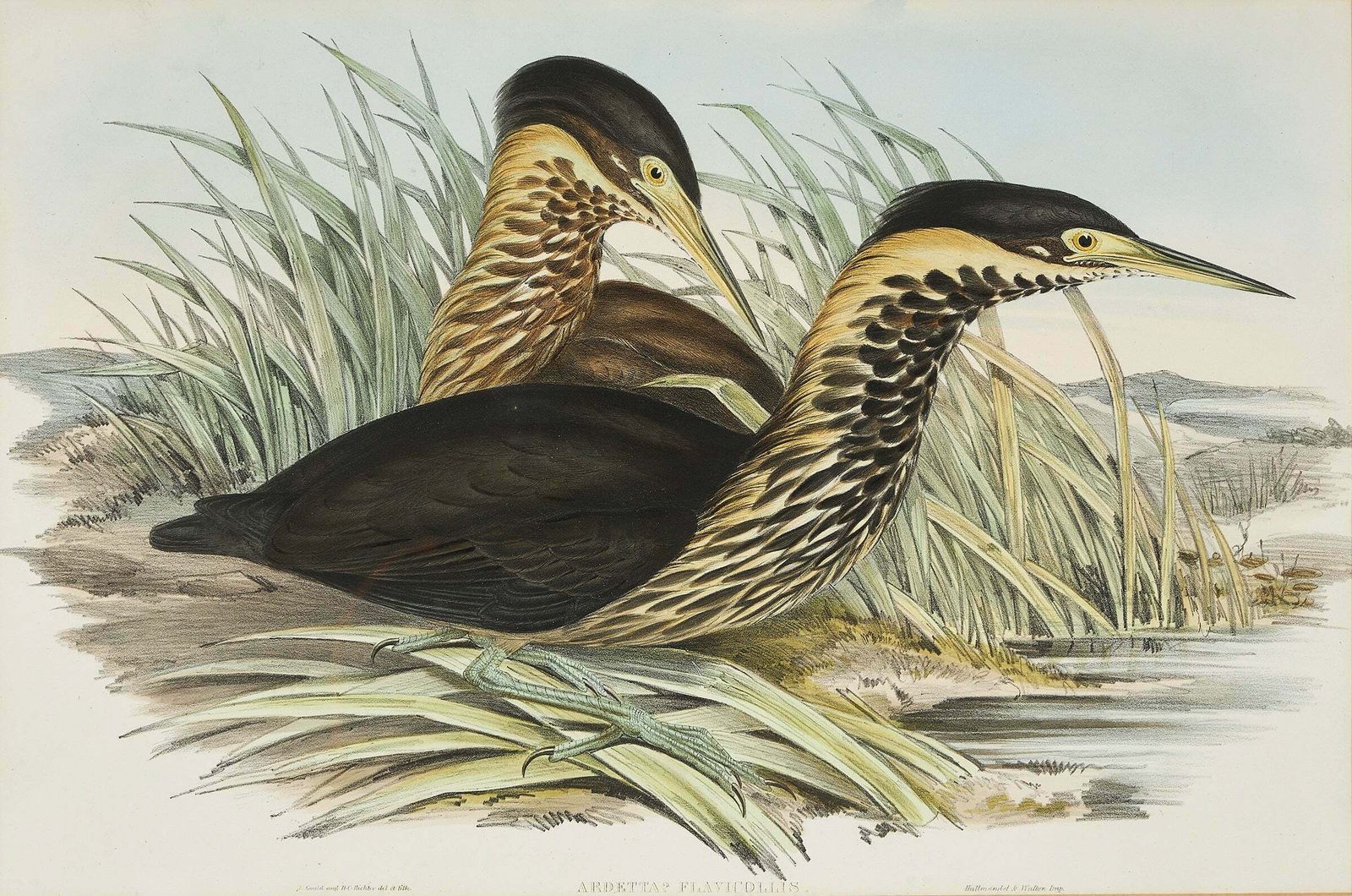 John Gould Lithograph From 'Birds Of Australia' photo furniture