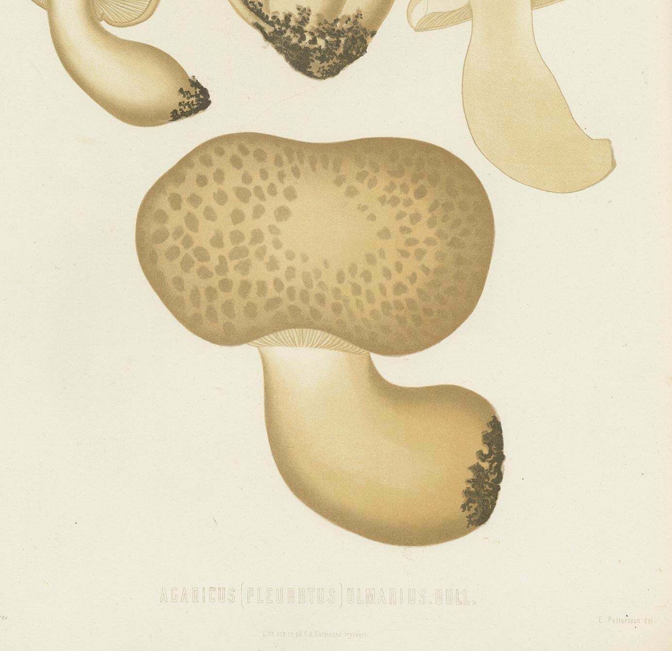 Antique Mycology Print Of Oyster Mushrooms By E.M. Fries, Circa 1860 photo Art