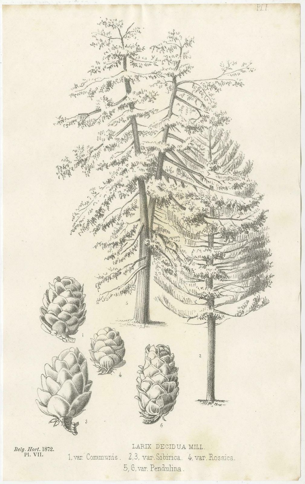 Set Of 2 Antique Botany Prints, Larix Decidua 'C.1880' photo for sale