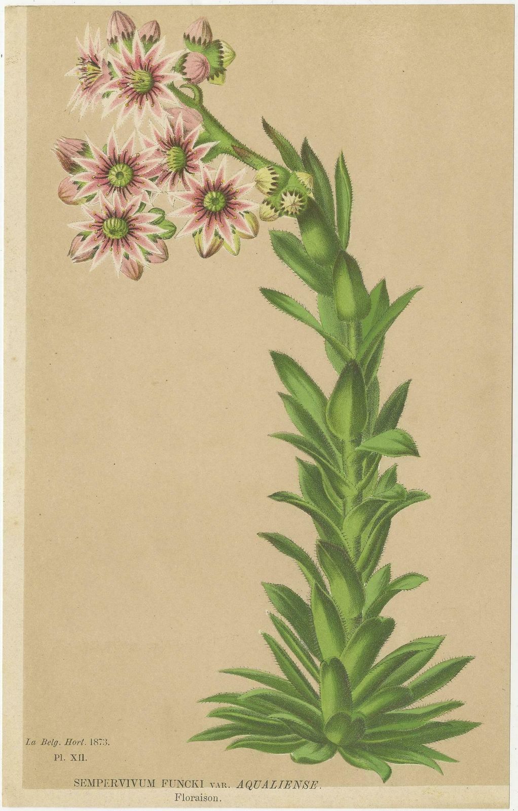 Set Of 2 Antique Botany Prints, Nicotiana Suaveolens 'C.1880' photo furniture