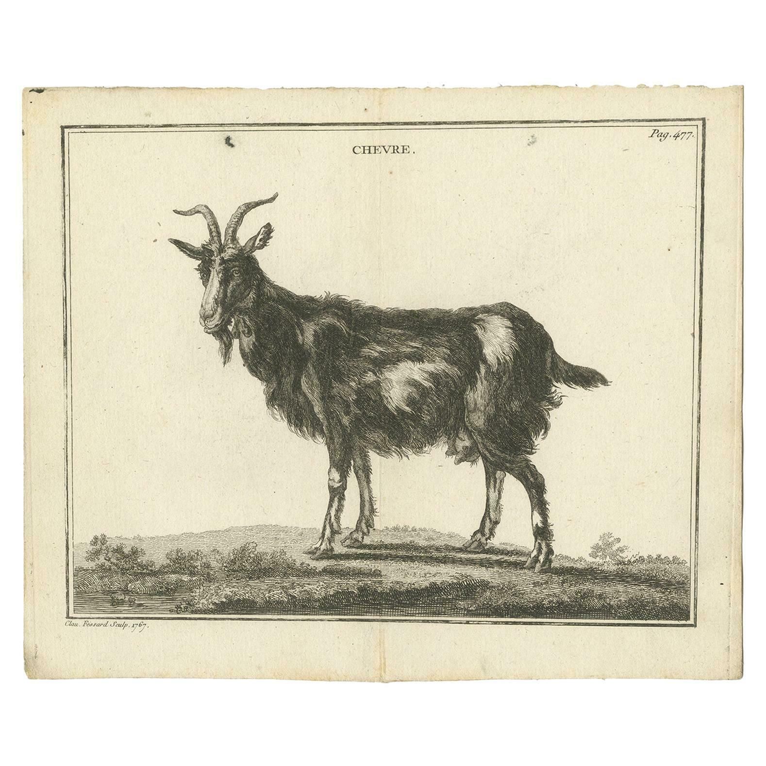 Antique Print Of A Goat By Fessard, 1819