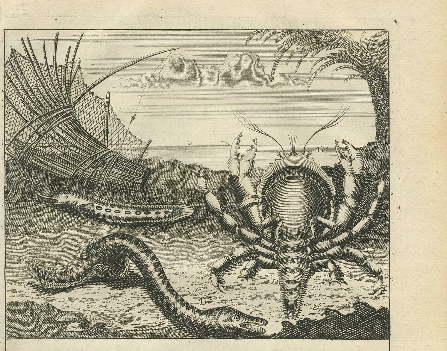 Antique Print Of Fish Species 'No. 468' By Valentijn, 1726 photo for sale