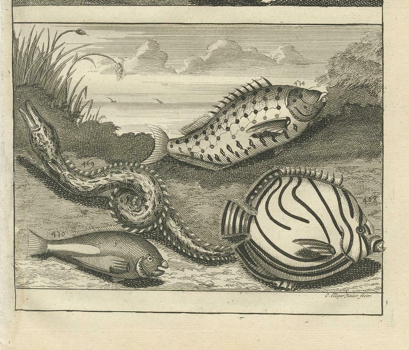 Antique Print Of Fish Species 'No. 468' By Valentijn, 1726 photo Art