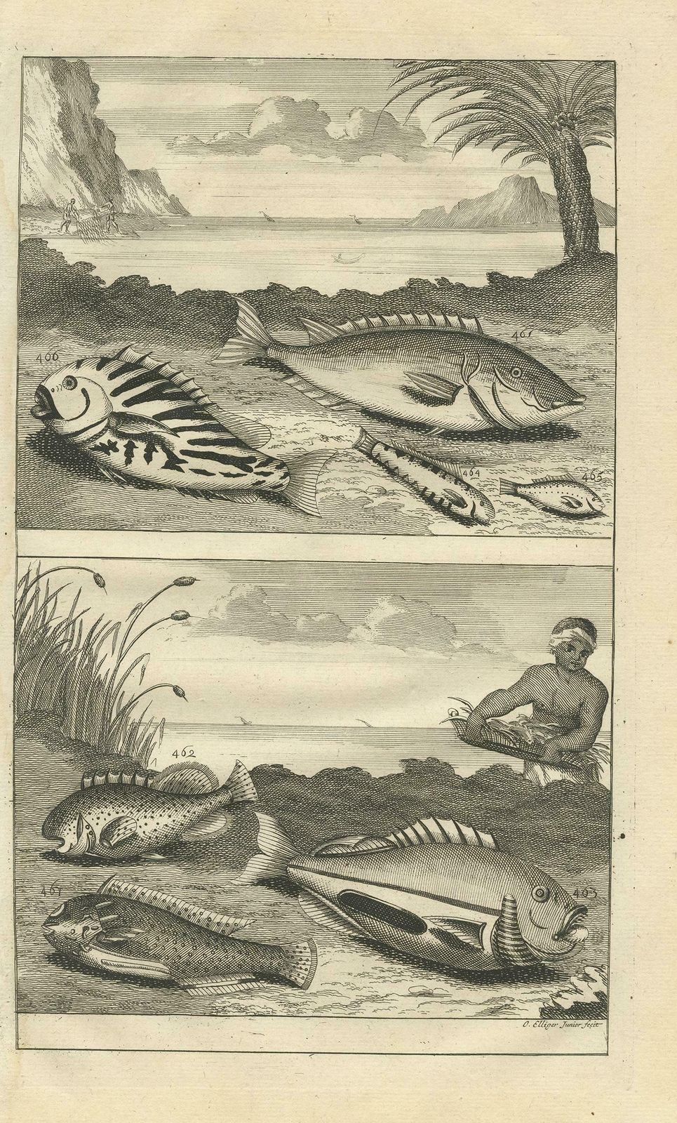 Antique Print Of Fish Species 'No. 461' By Valentijn '1726' photo furniture