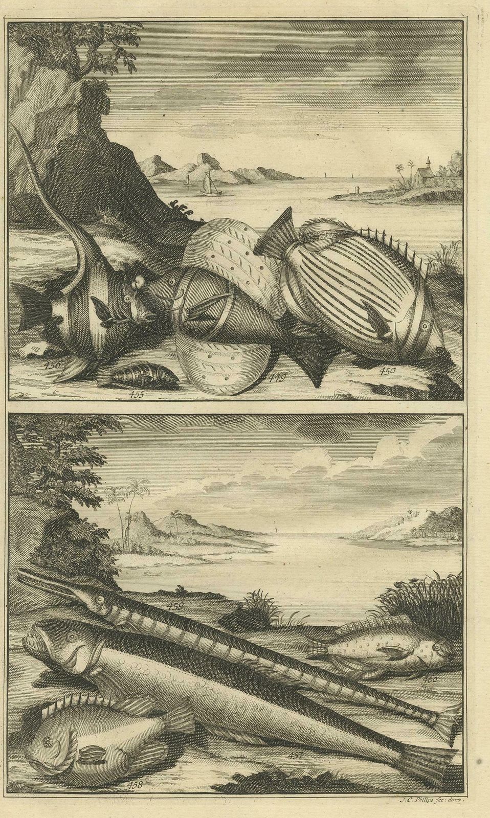 Antique Print Of Fish Species 'No. 449' By Valentijn '1726' photo furniture
