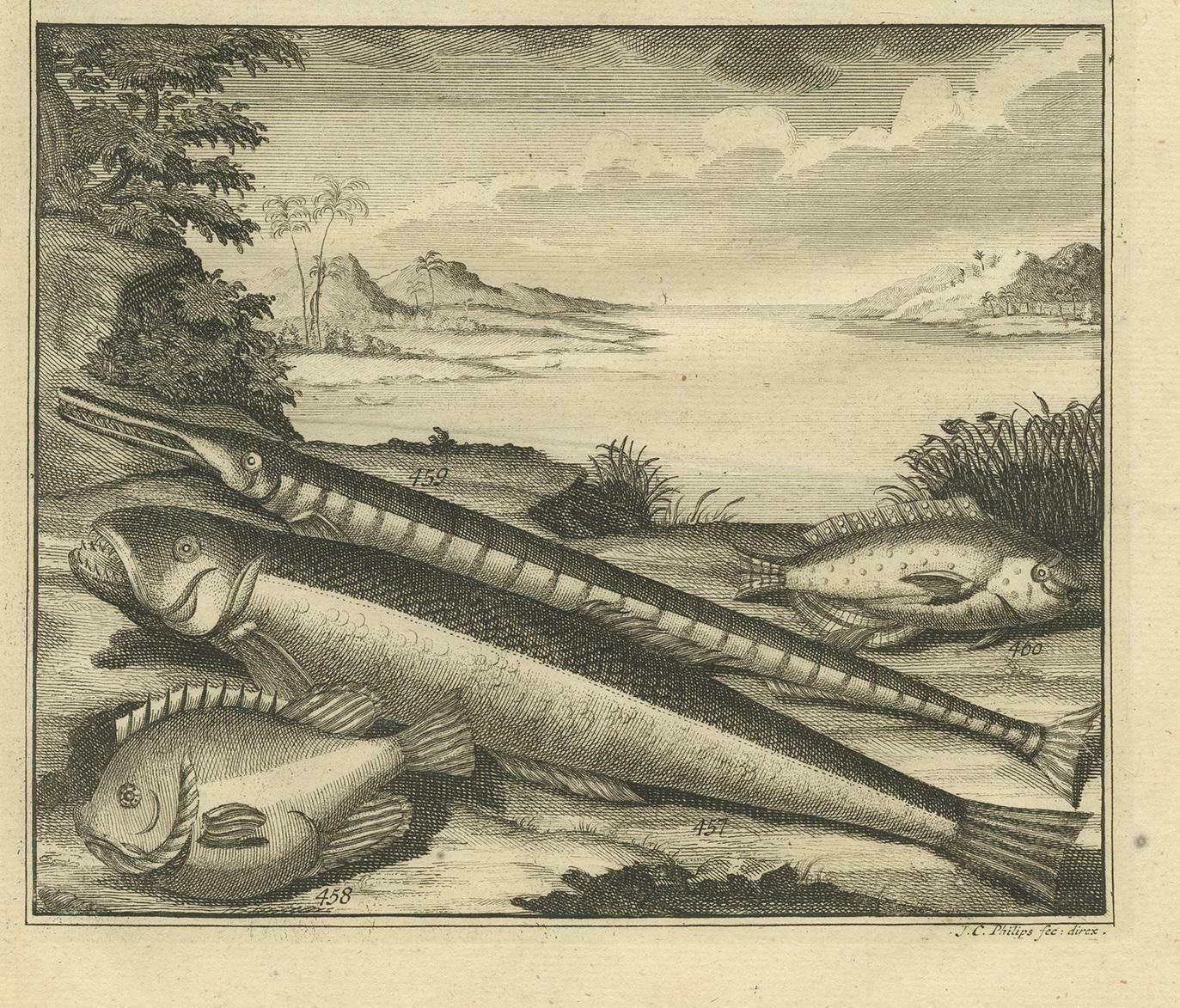 Antique Print Of Fish Species 'No. 449' By Valentijn '1726' photo Art