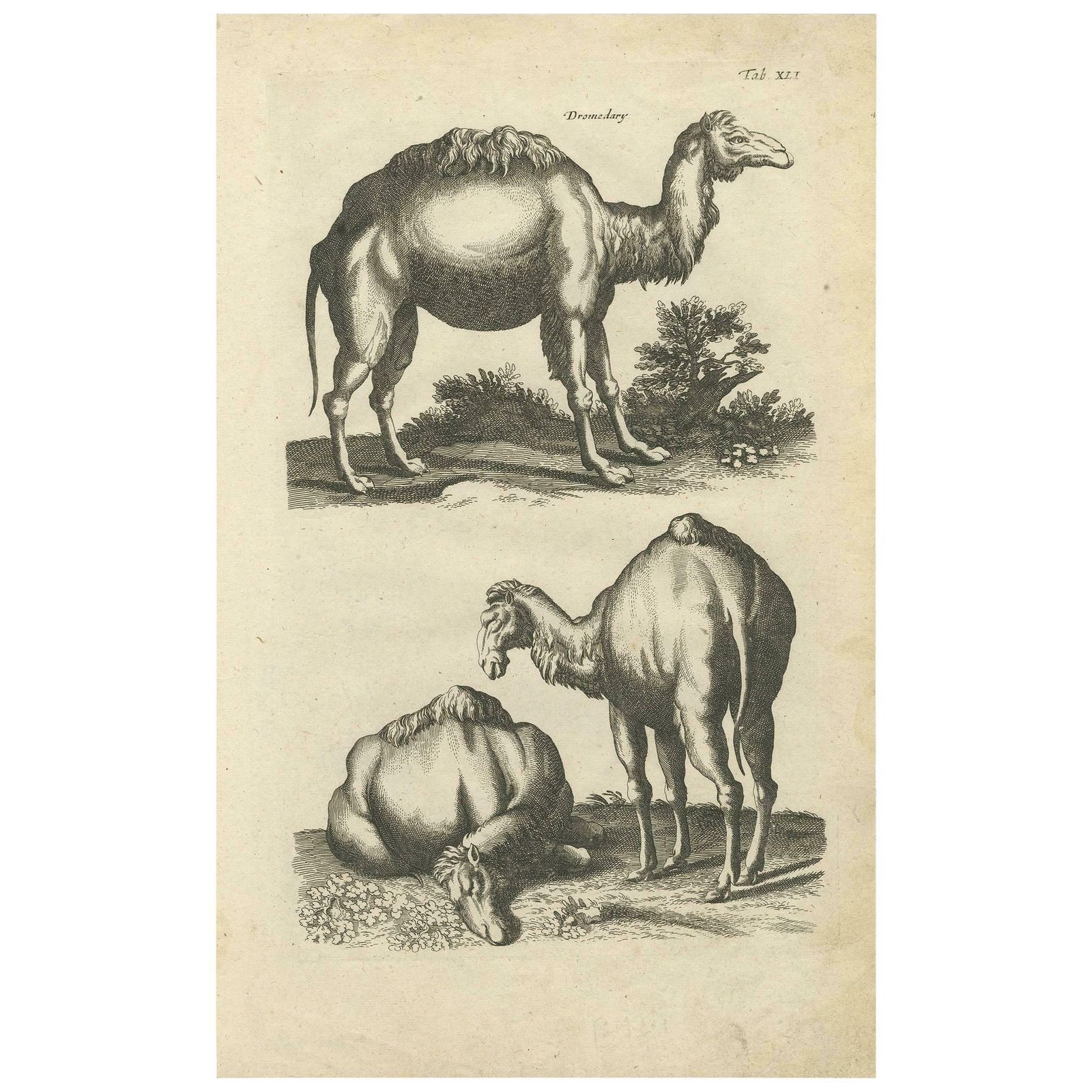 Antique Print Of Dromedary By J. Jonston, 1657