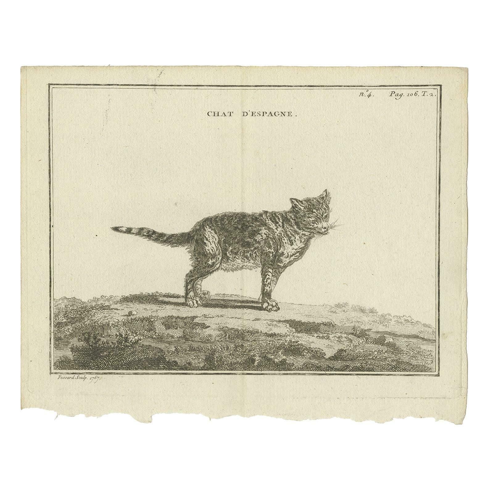 Antique Print Of A Calico Cat By Fessard, 1819